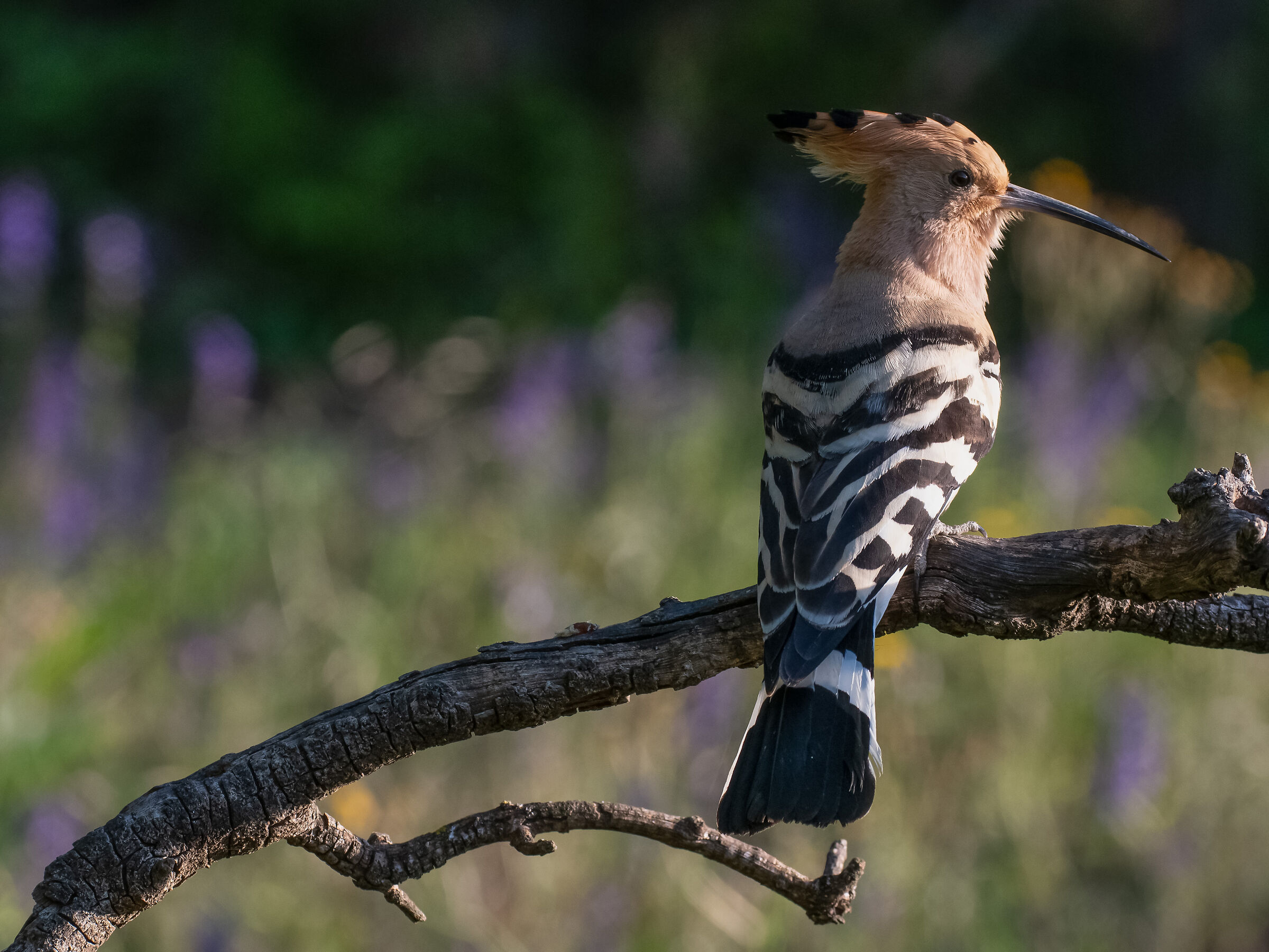 hoopoe