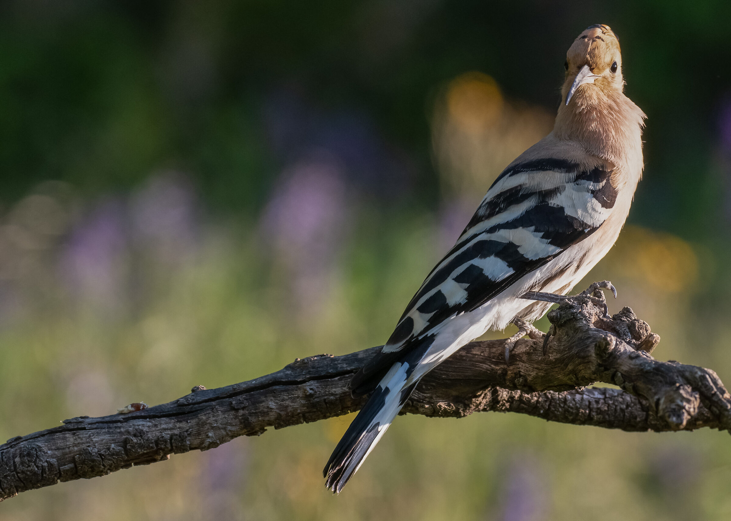 hoopoe