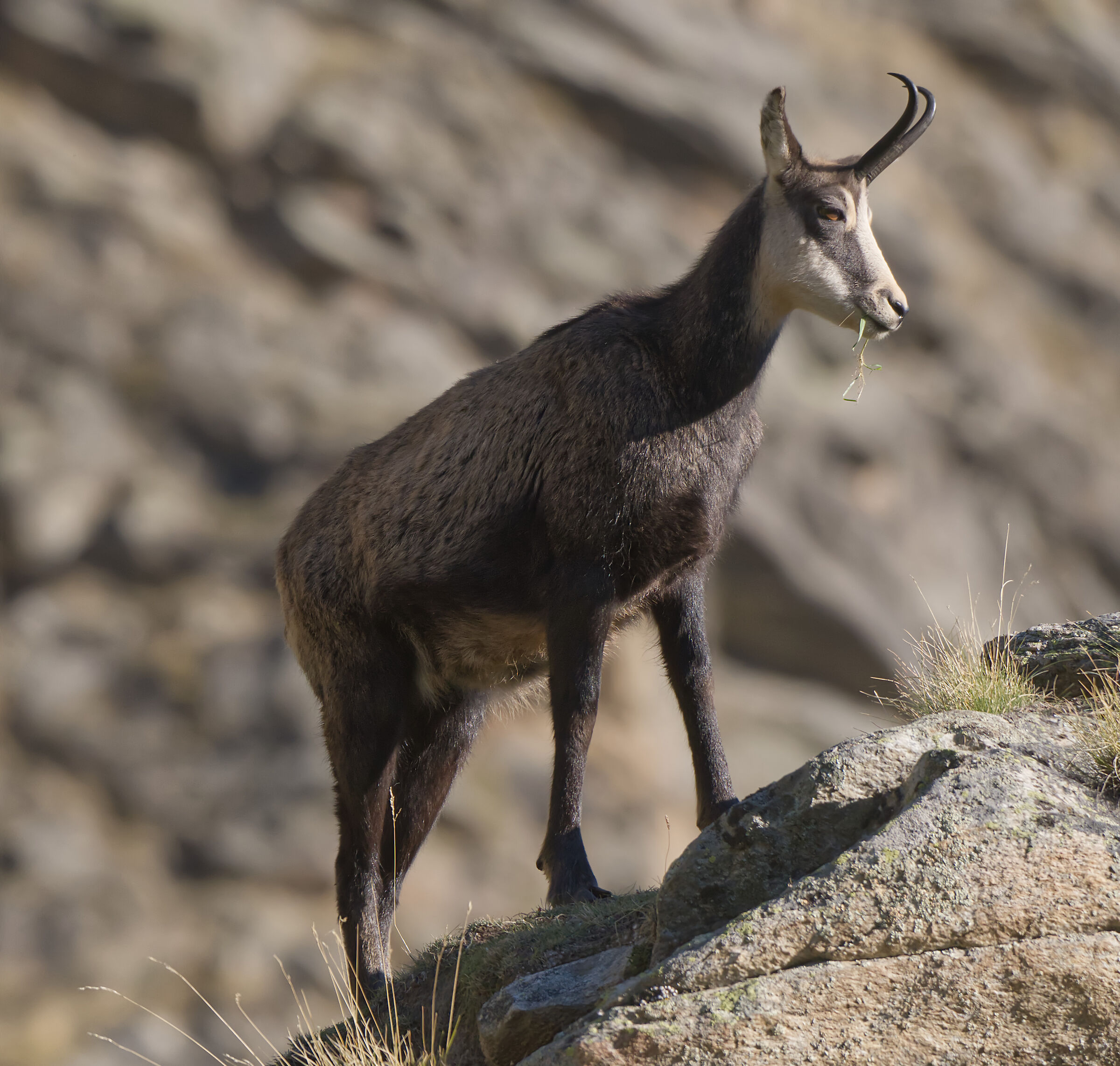 chamois