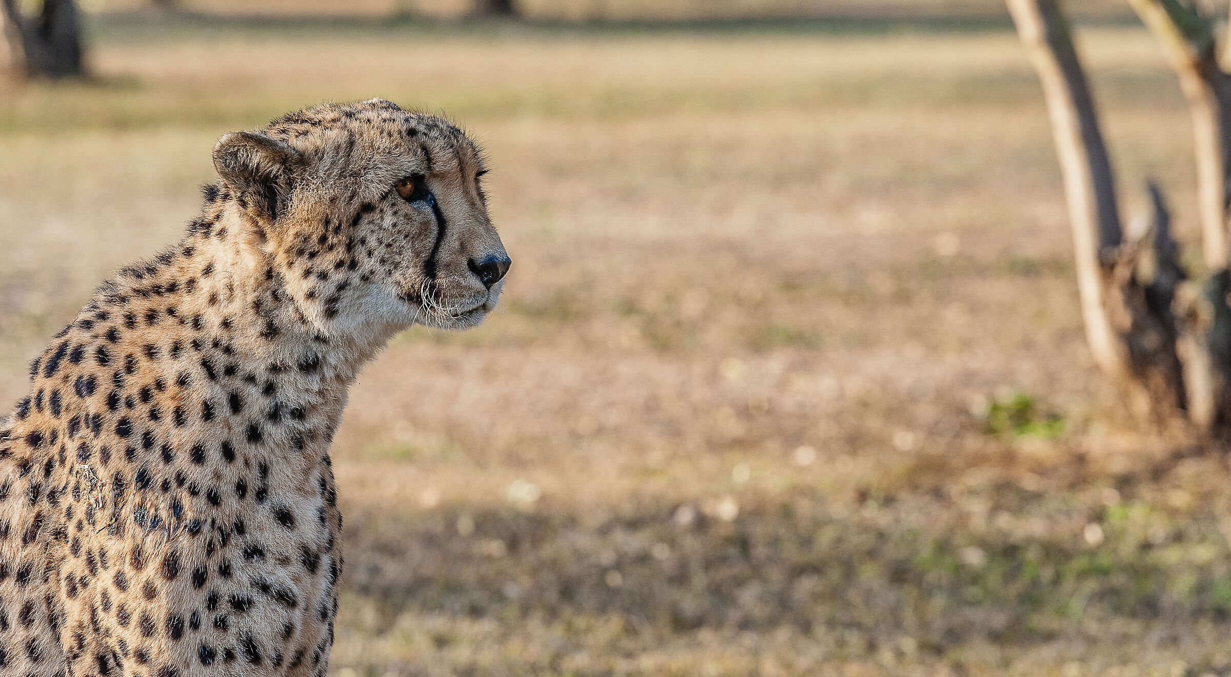 La ferrari della savana