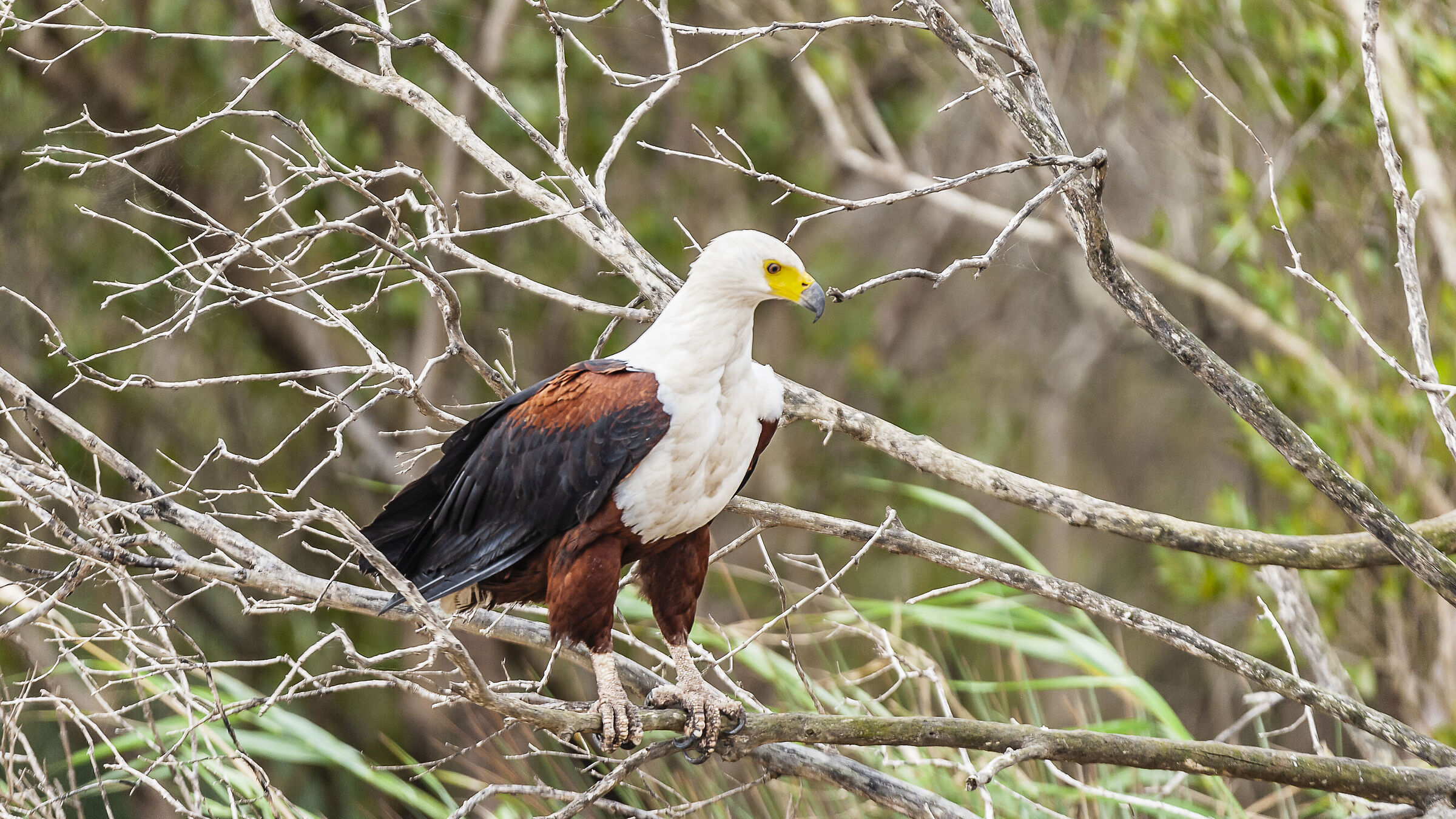 South African bald eagle