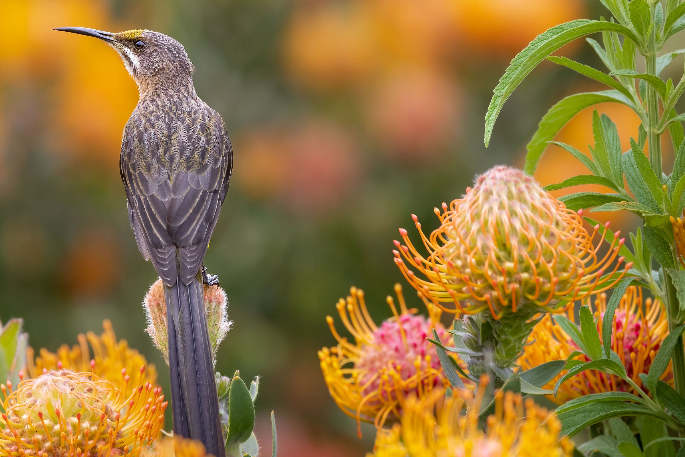 Chapter 1 sugar bowls