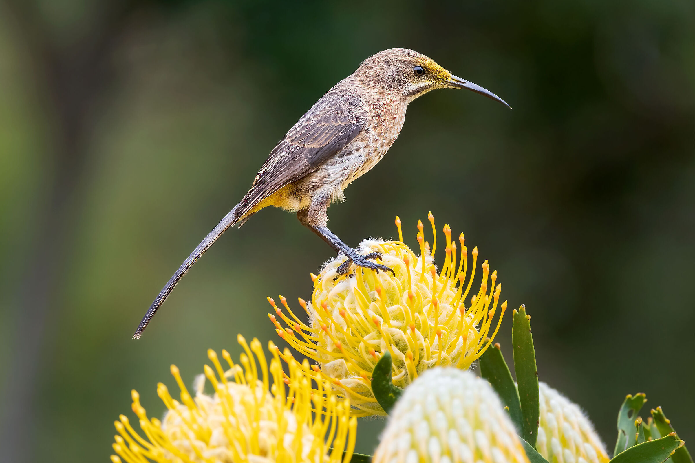 Sugar bowls of the Cape