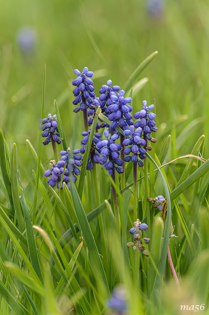 Muscari azzurro