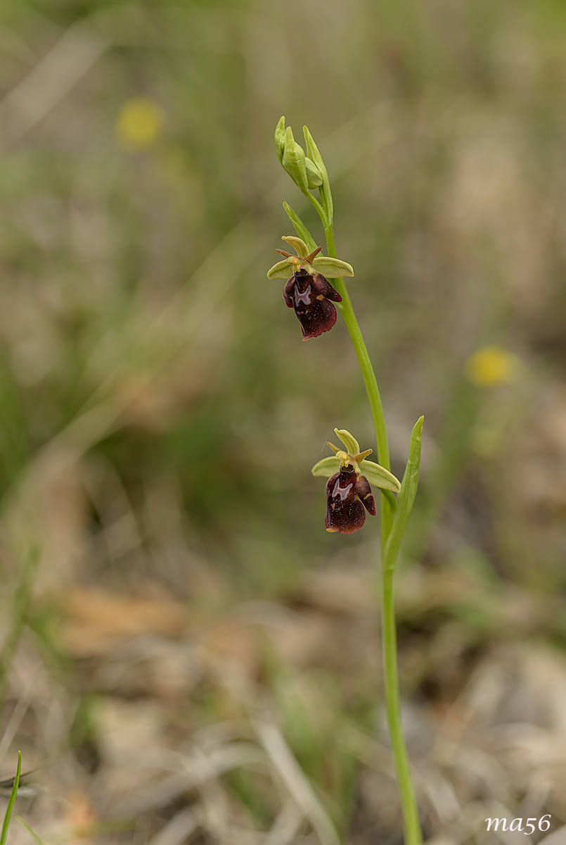 Ophrys Insectifera - ibrido
