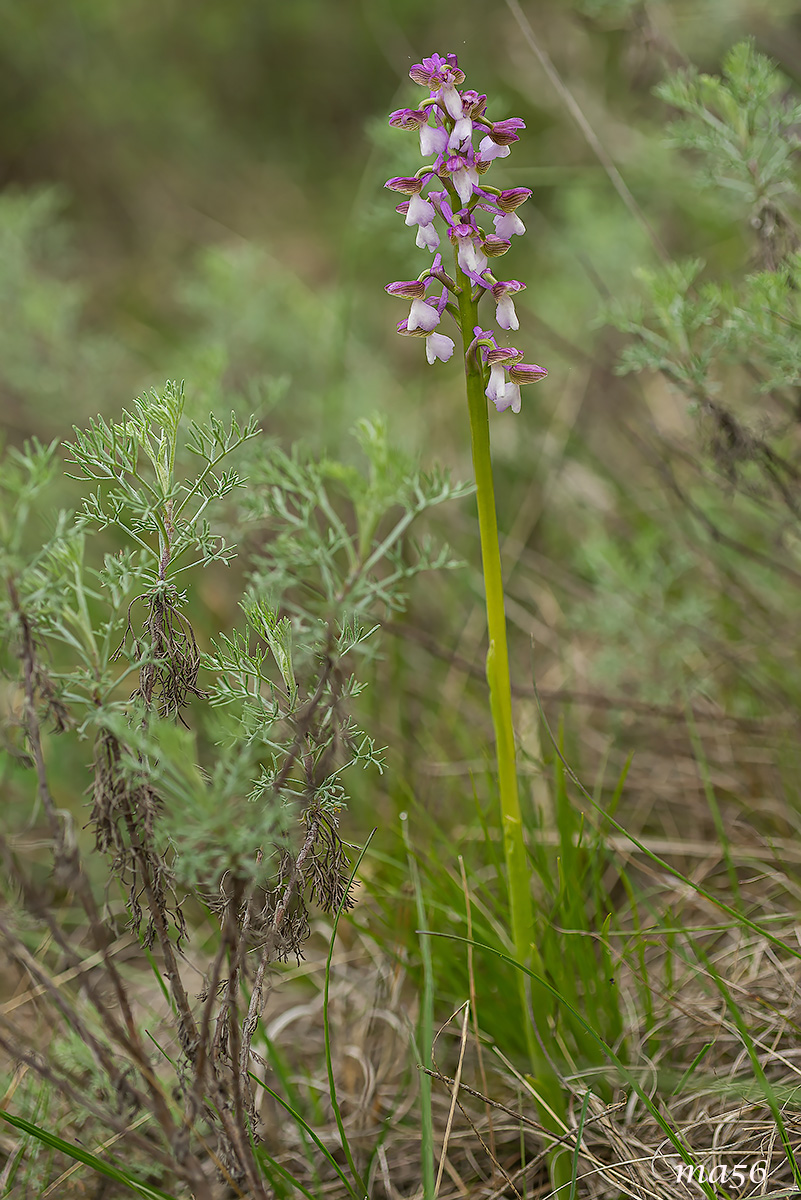 Orchis