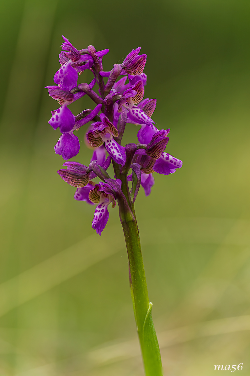 Orchis Morio
