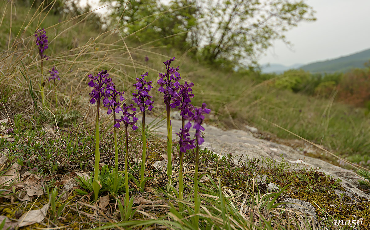 Orchis morio