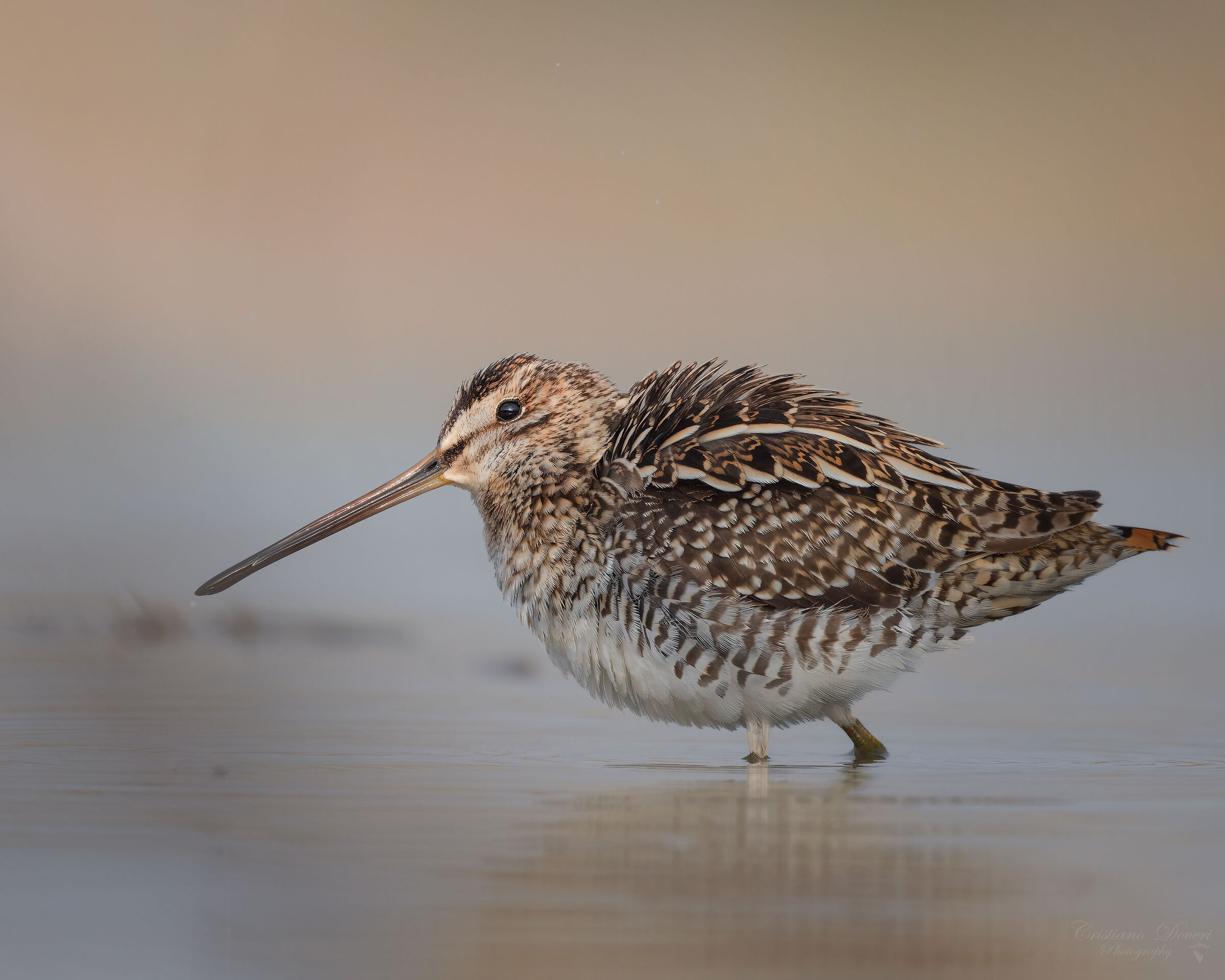 Snipe