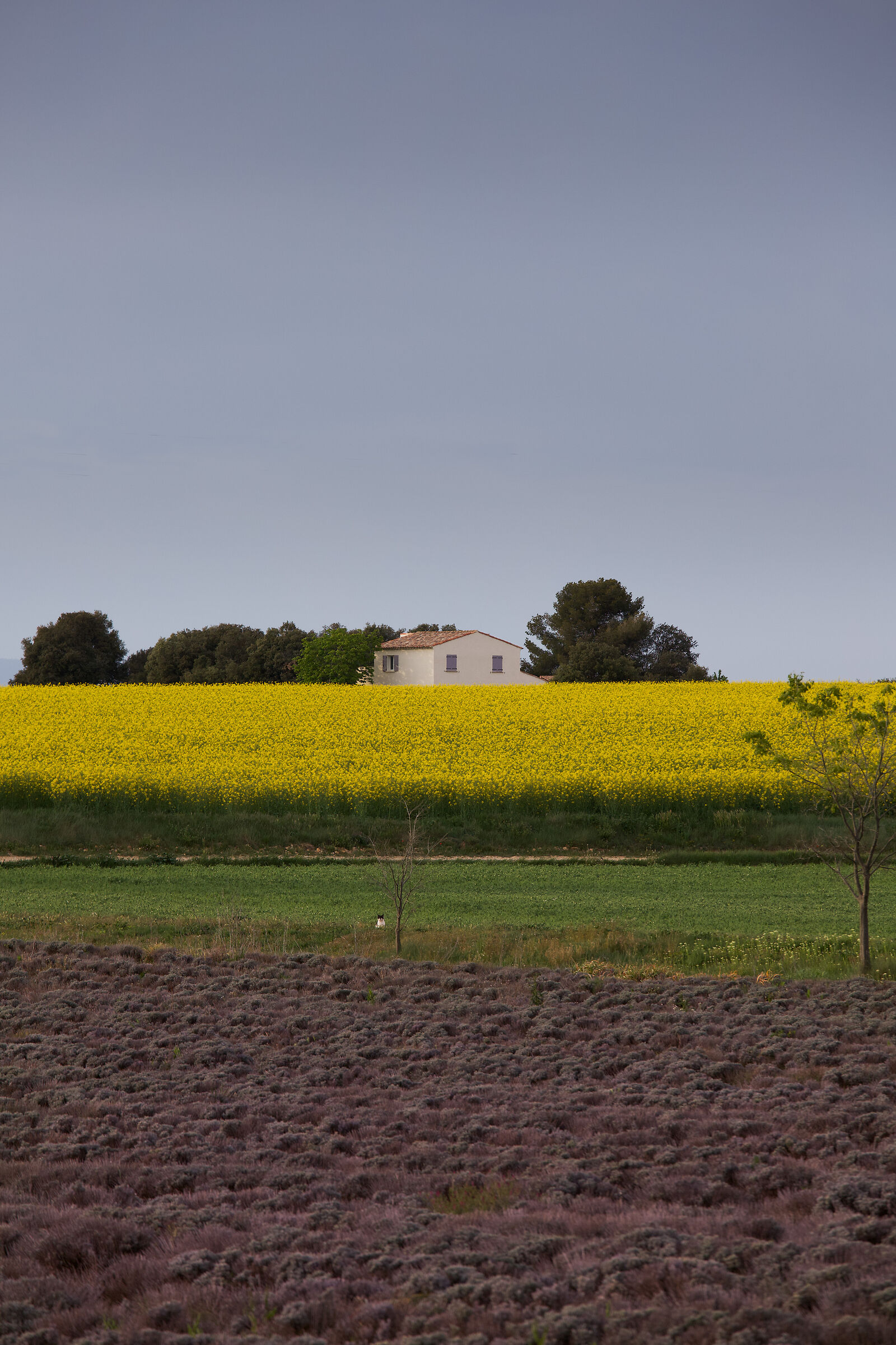 Primavera in Provenza