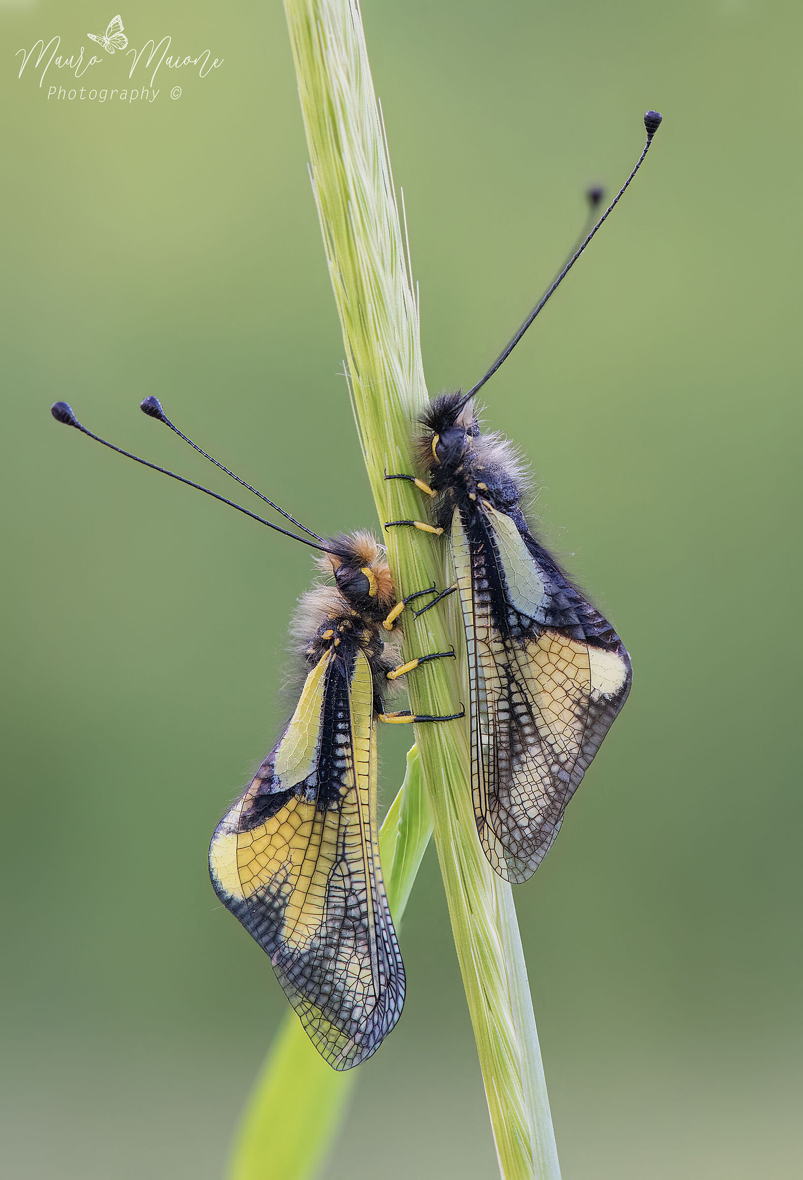 Libelloides