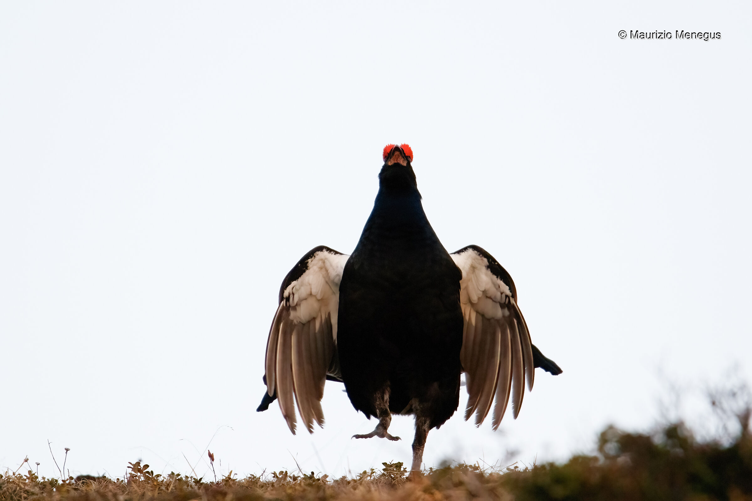 Gallo forcello - maggio 2022 Dolomiti