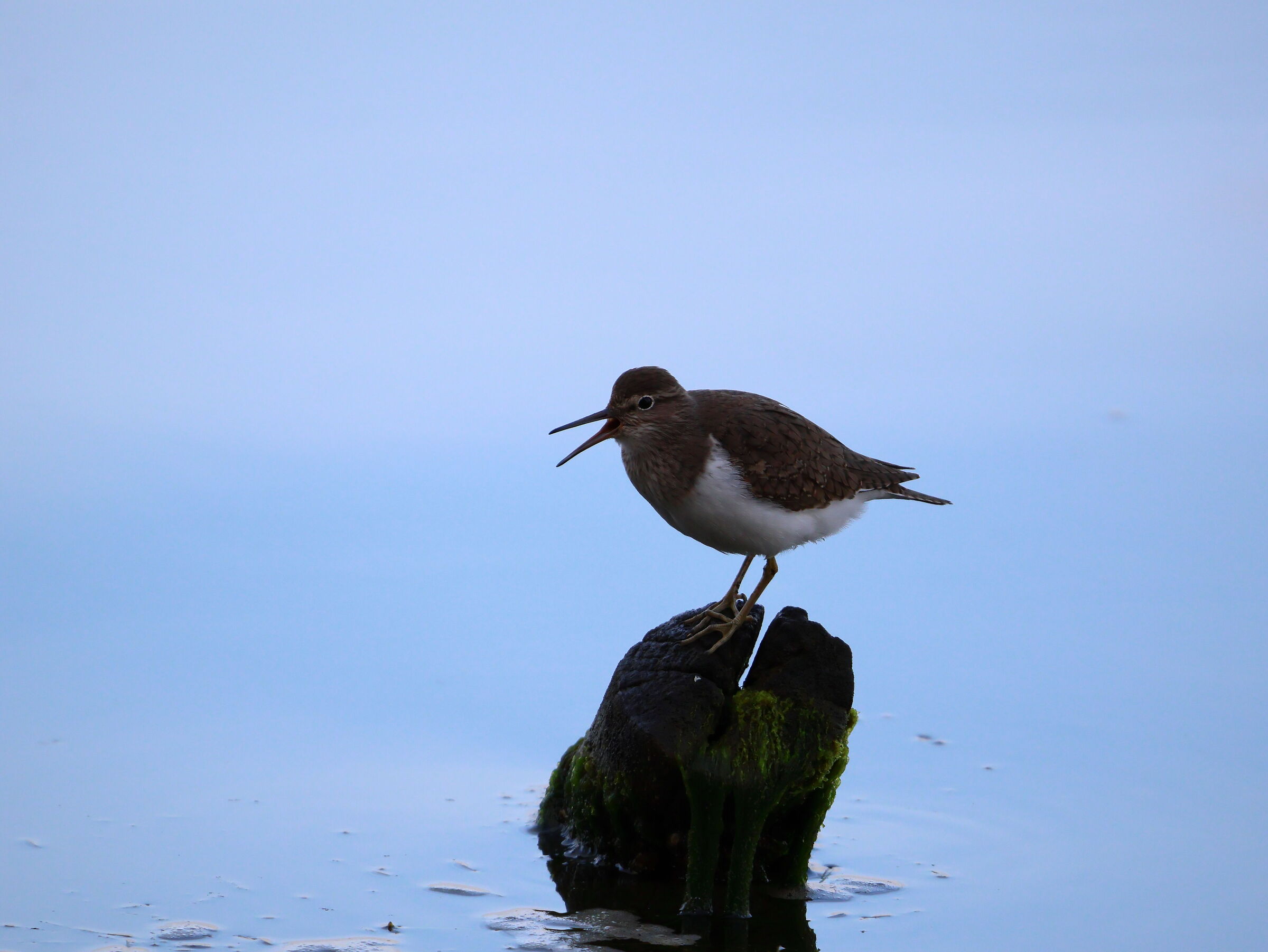 Sandpiper on perch