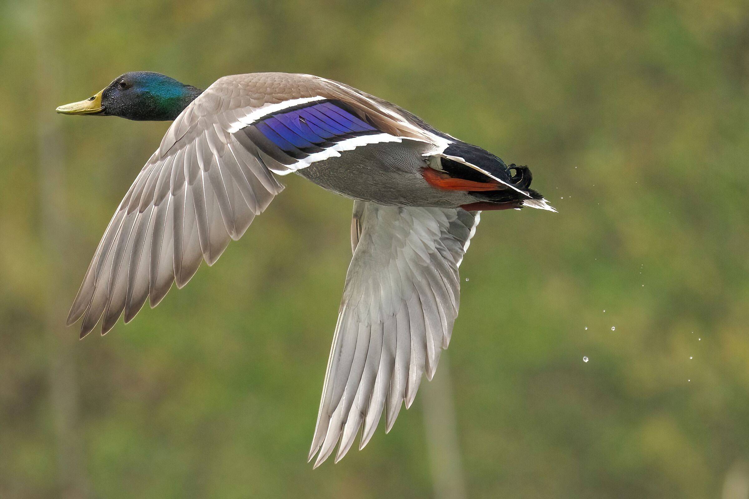 Mallard (Anas platyrhynchos)