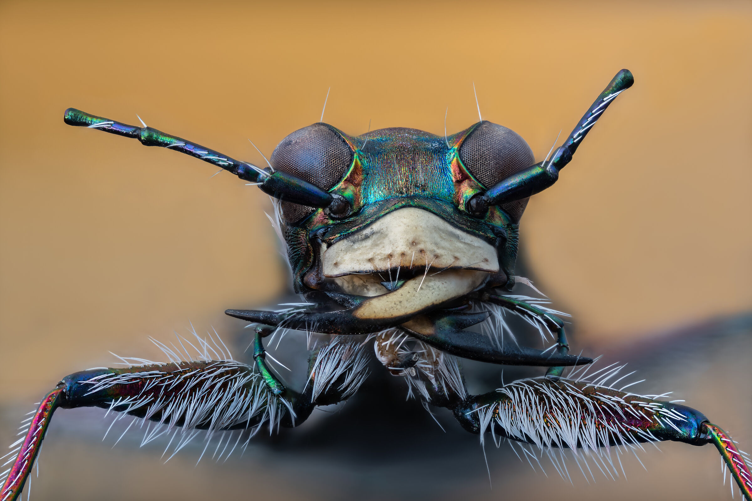 Faccia da Cicindella