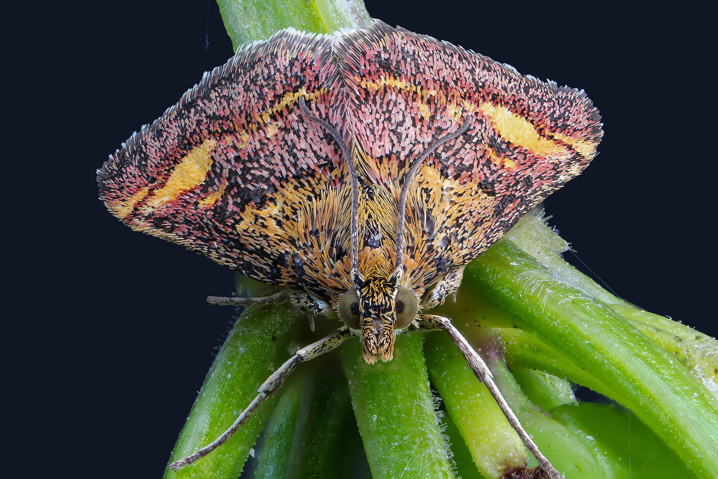 Pyrausta purpuralis