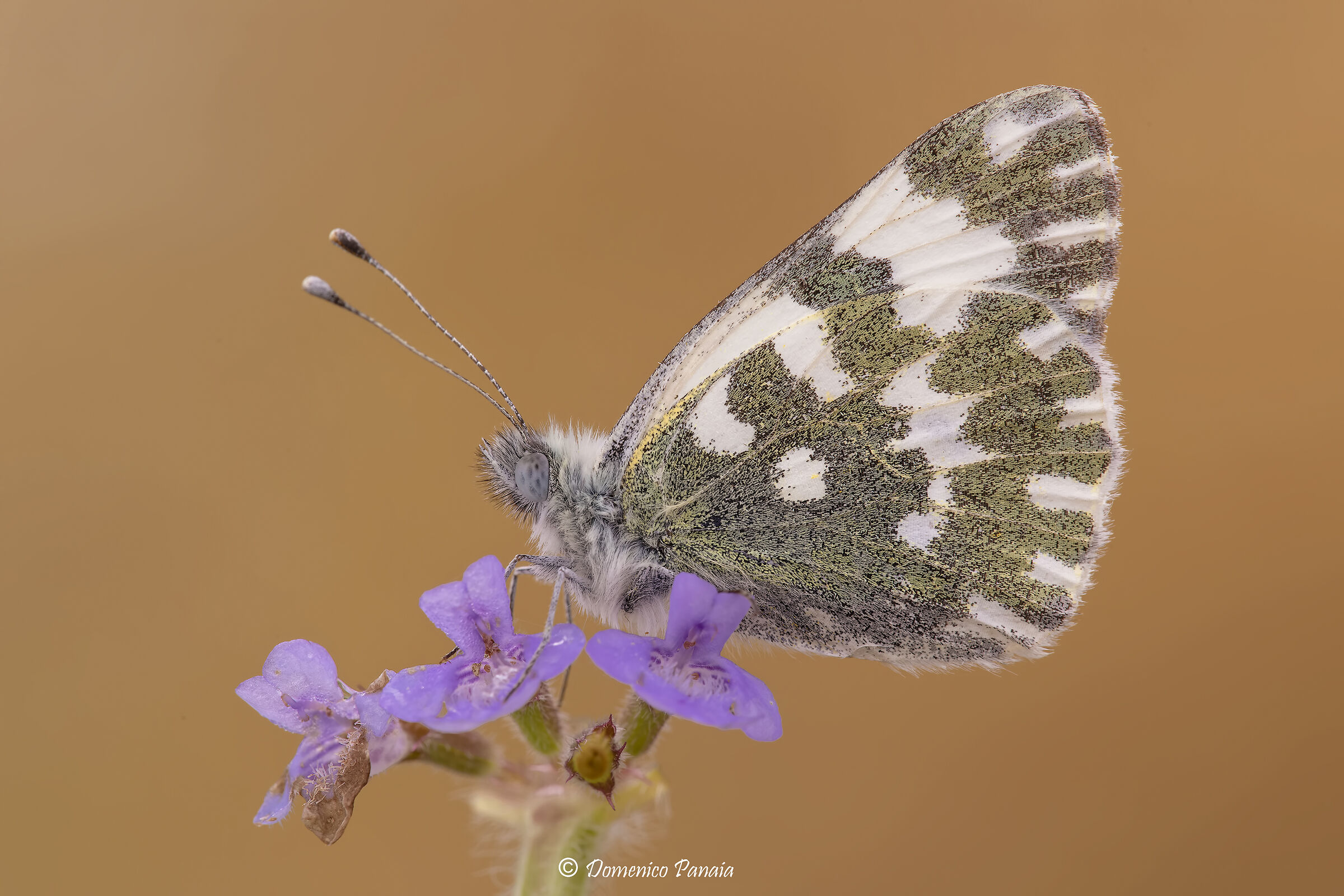 pontia edusa