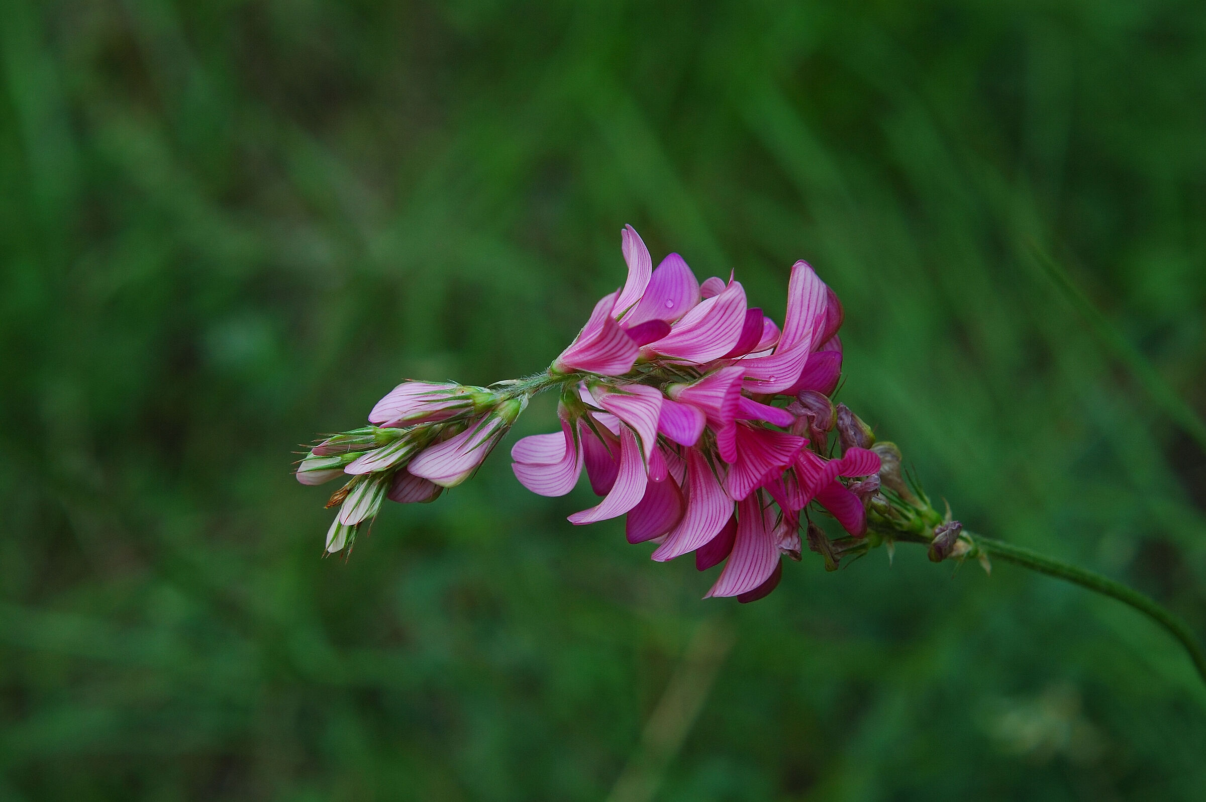 Lupinella