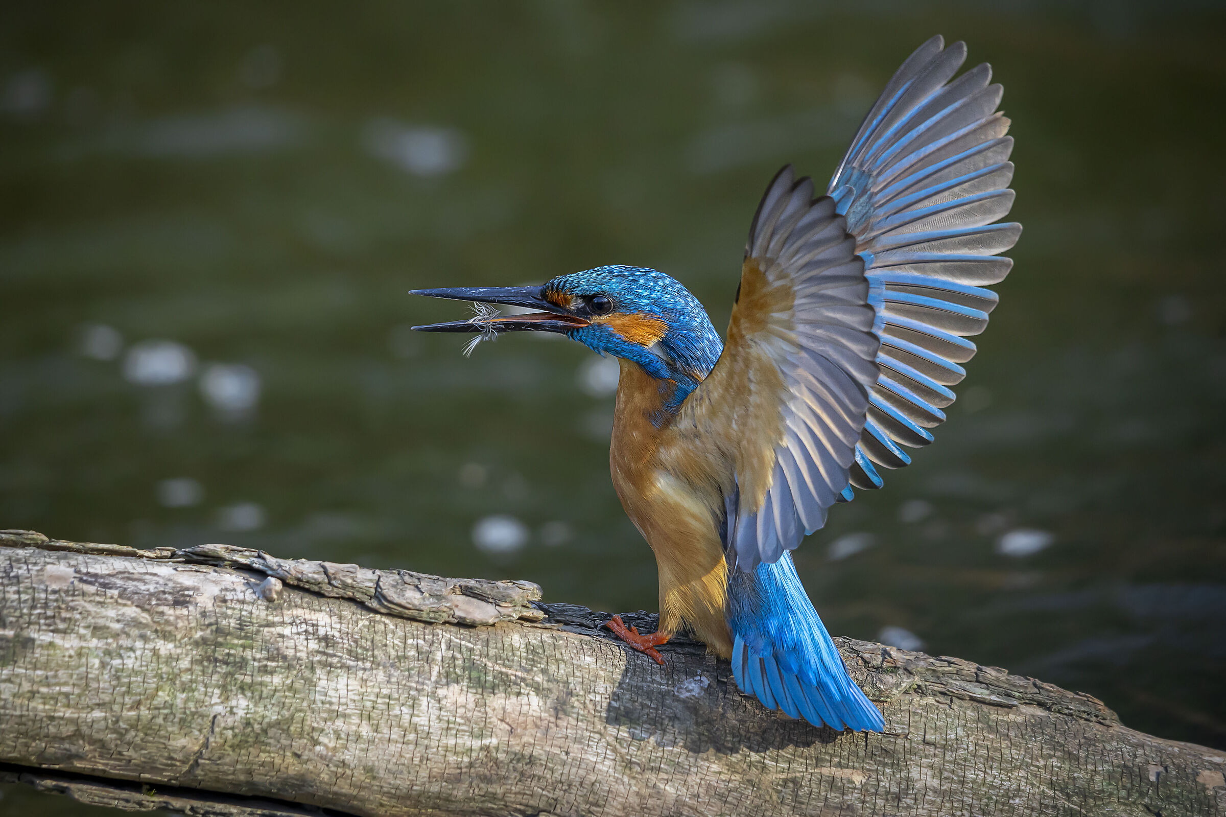 Kingfisher