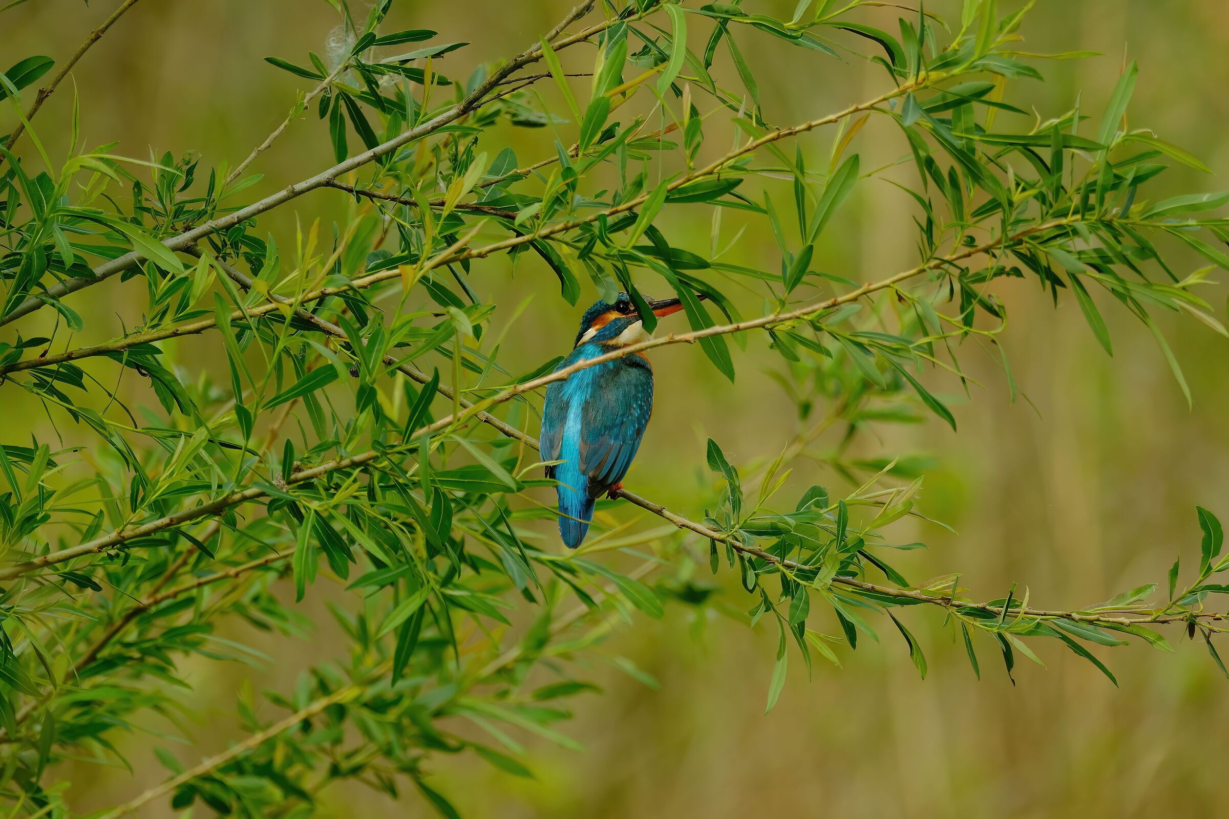 Martin camouflage...