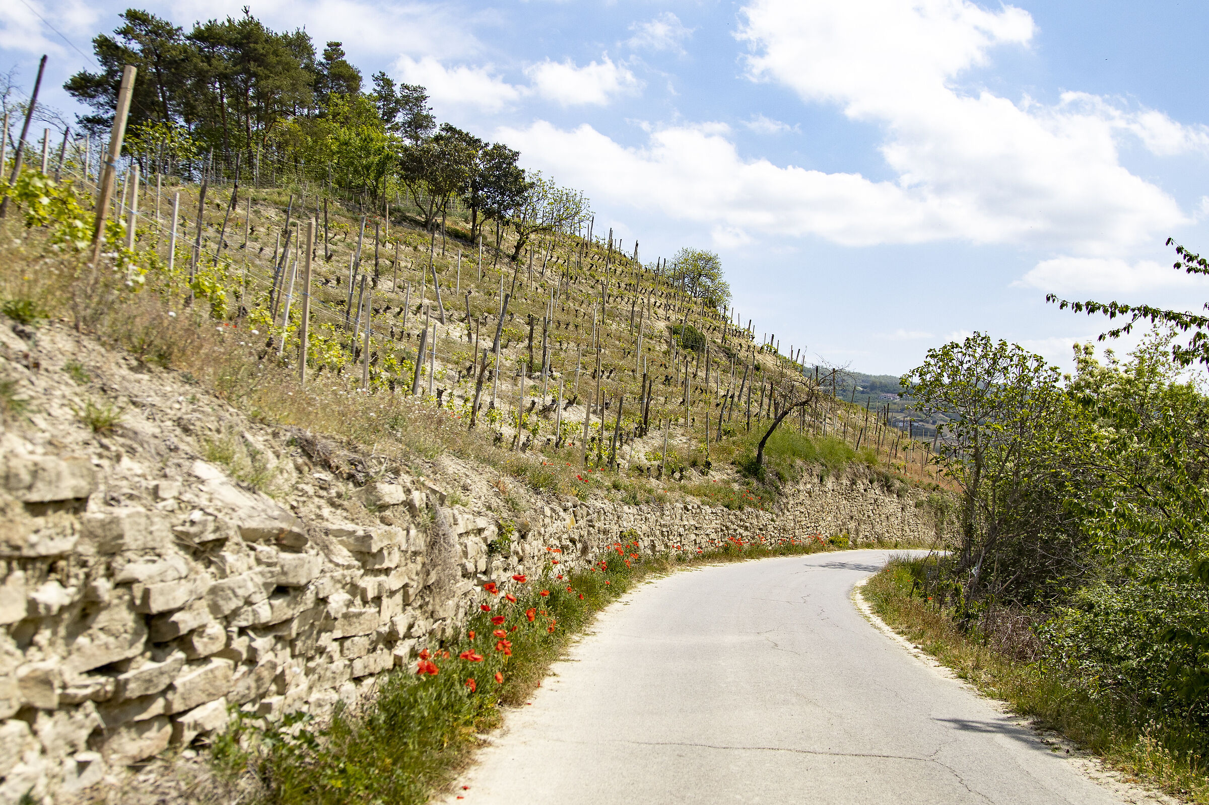 Basse Langhe (at)