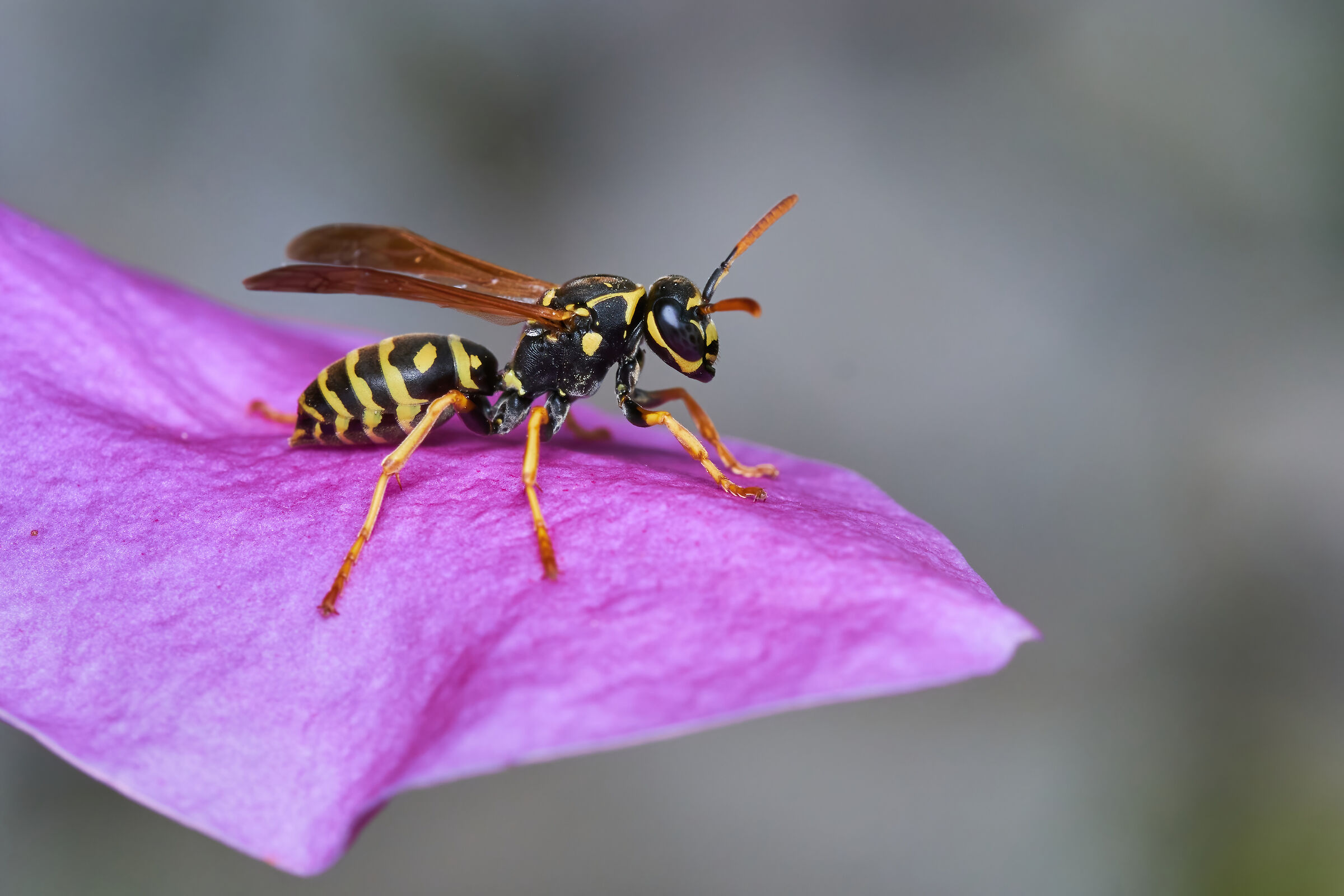 on the petal