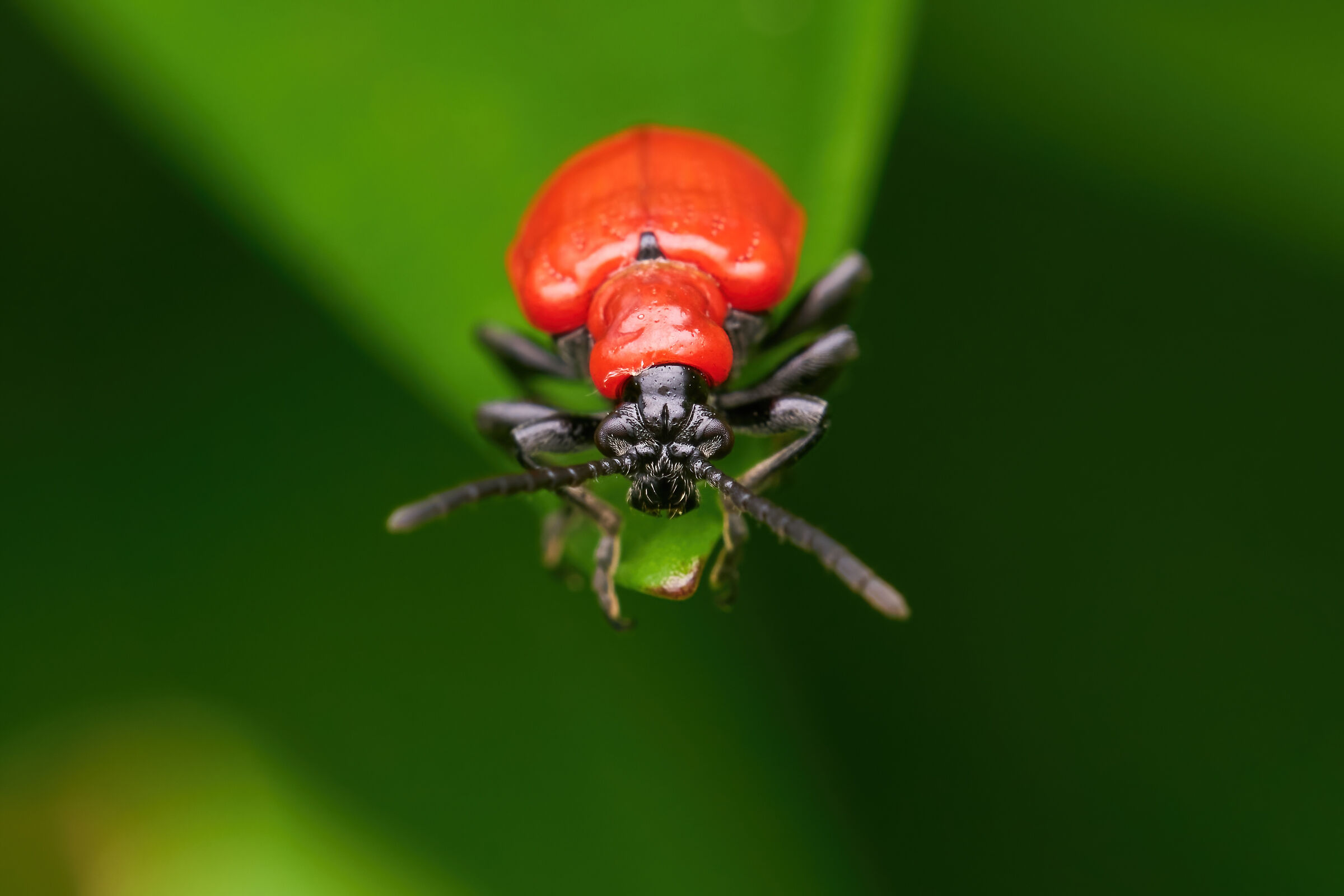 Lilioceris lilii