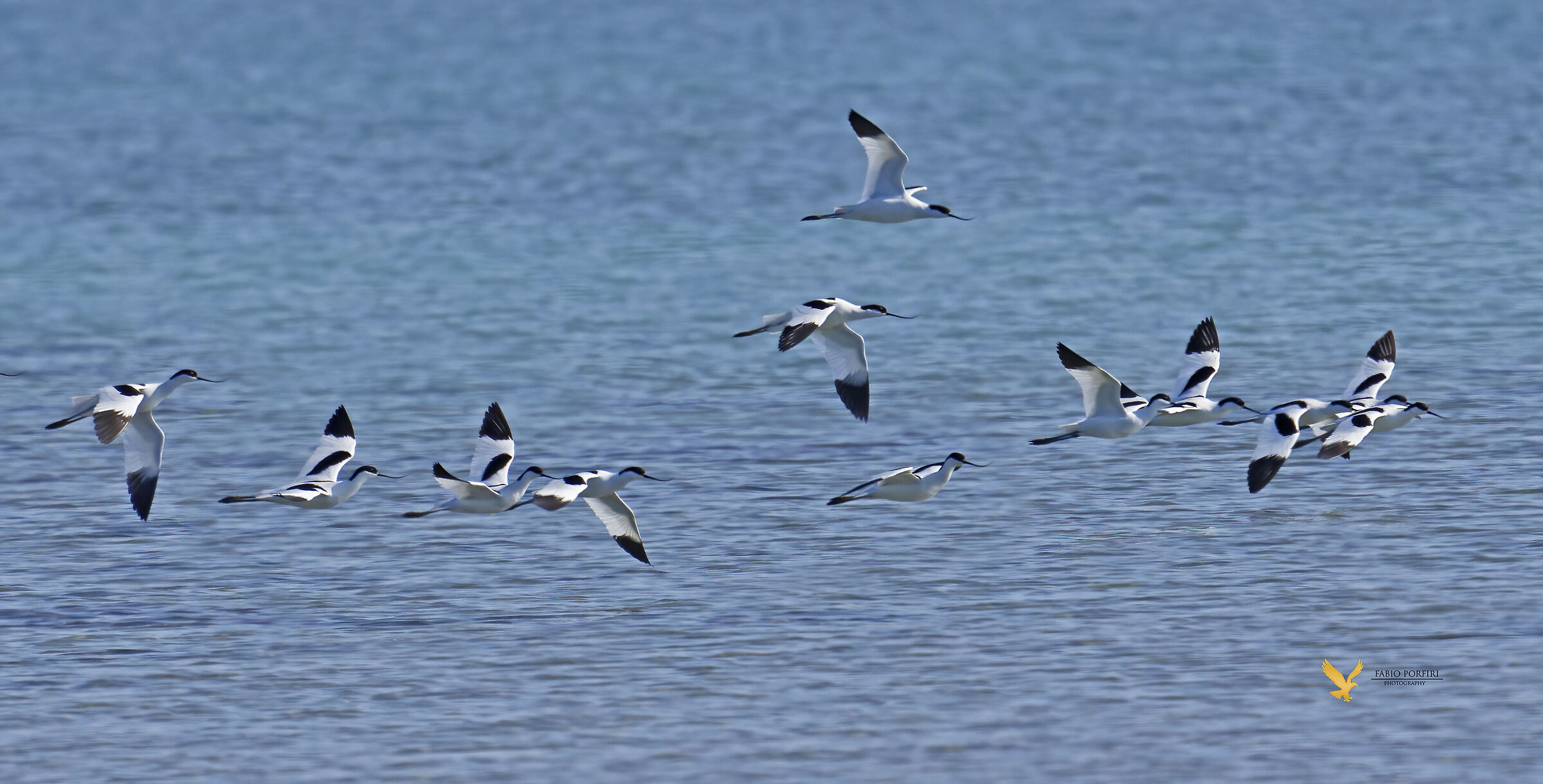 avocette sul mare