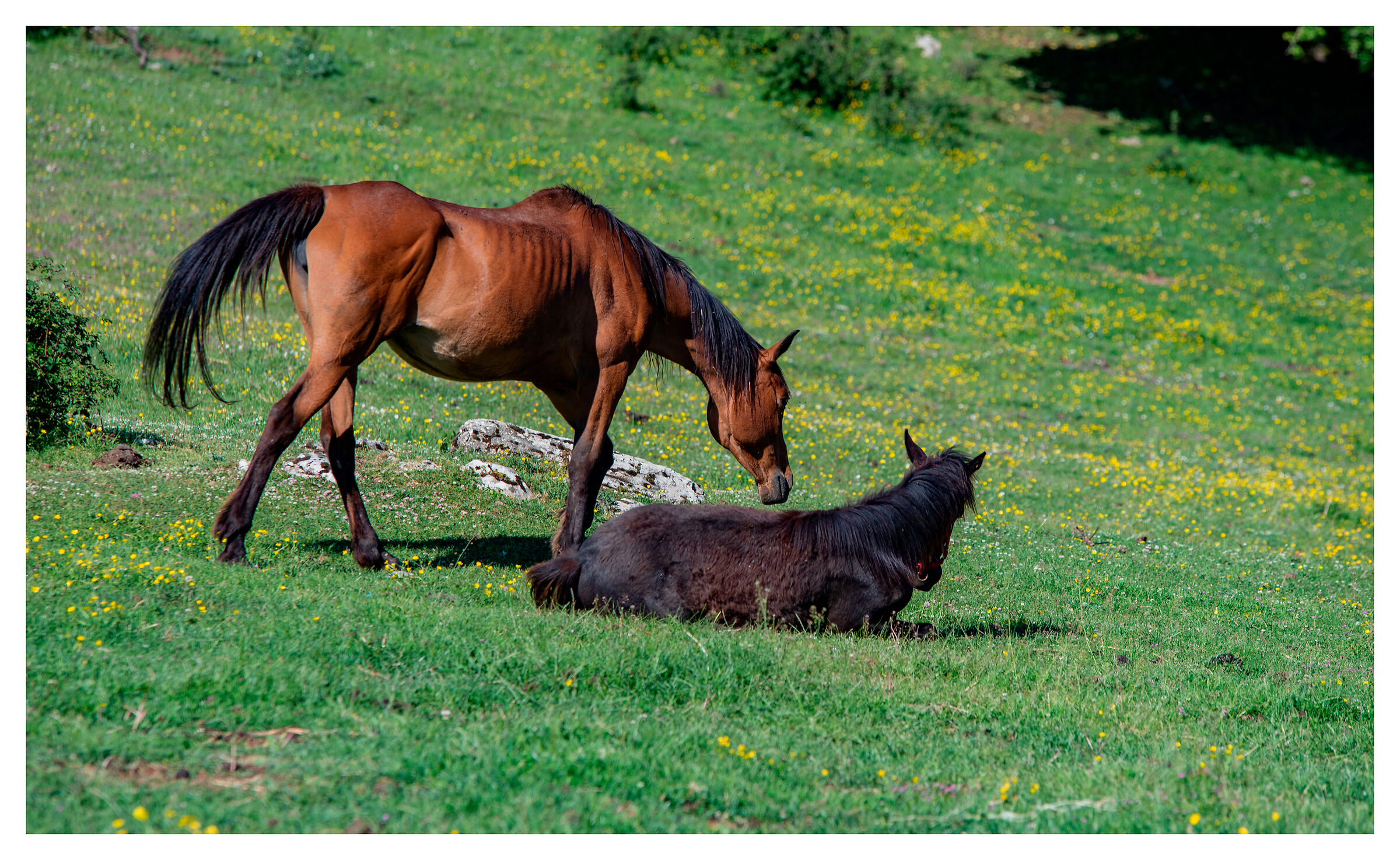 Alzati che mi fai fare brutta figura!