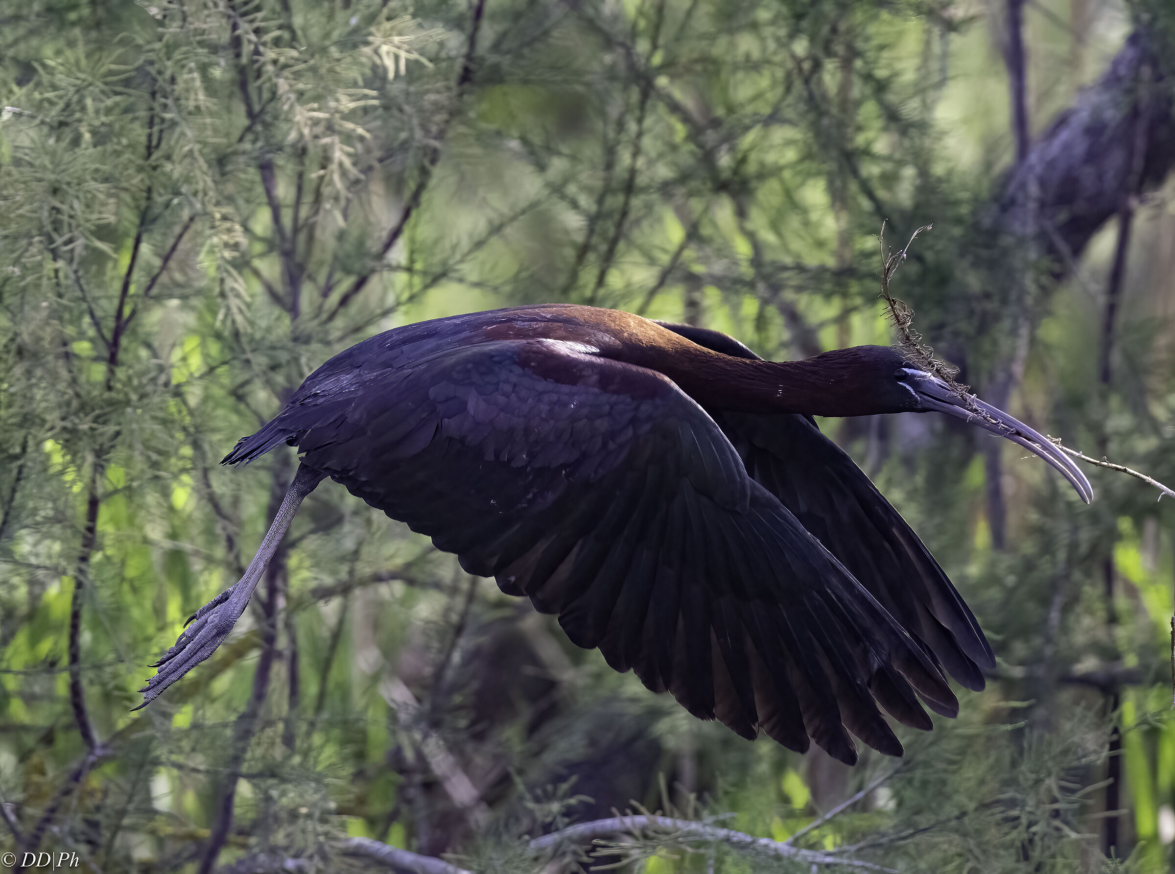 Glossy ibis