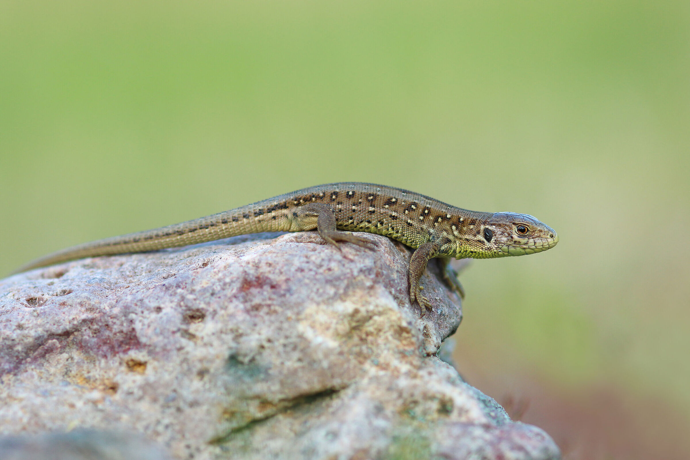 Lacerta agilis, giovane