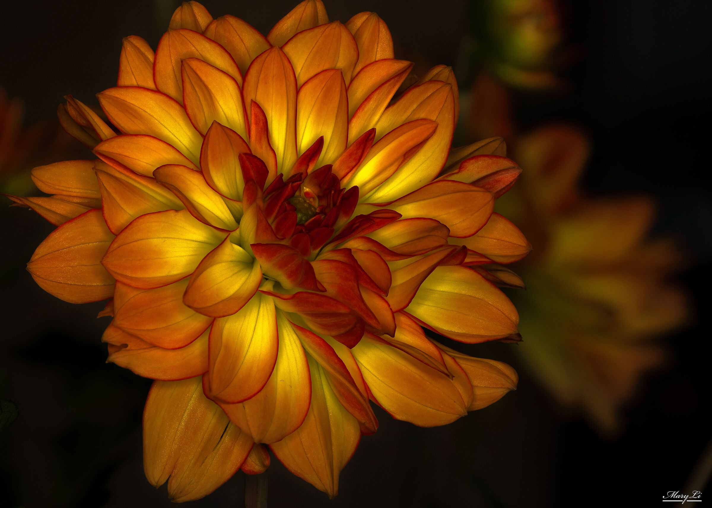 Dahlia