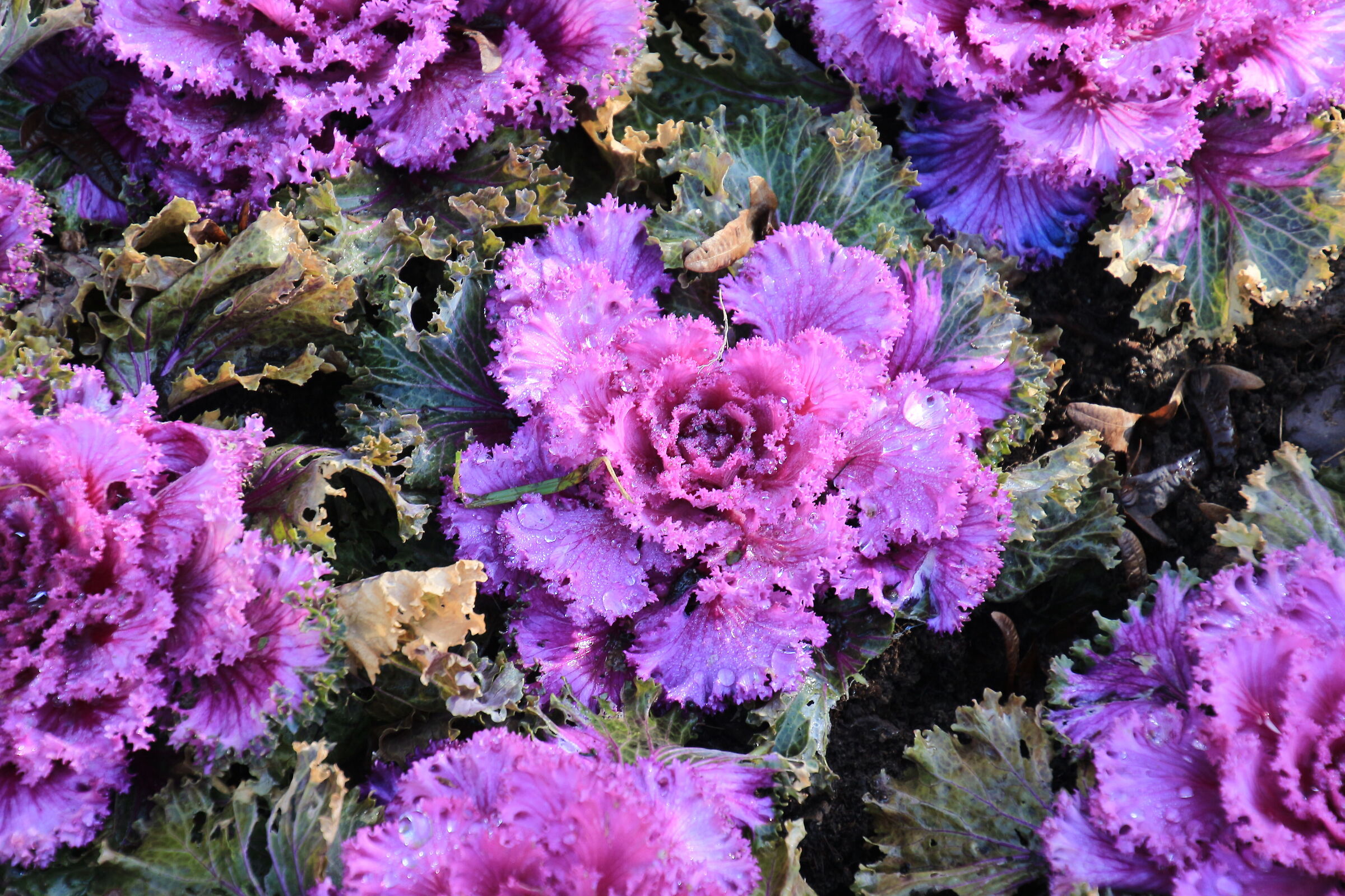 Brassica Oleracea Var Acephala F Tricolor