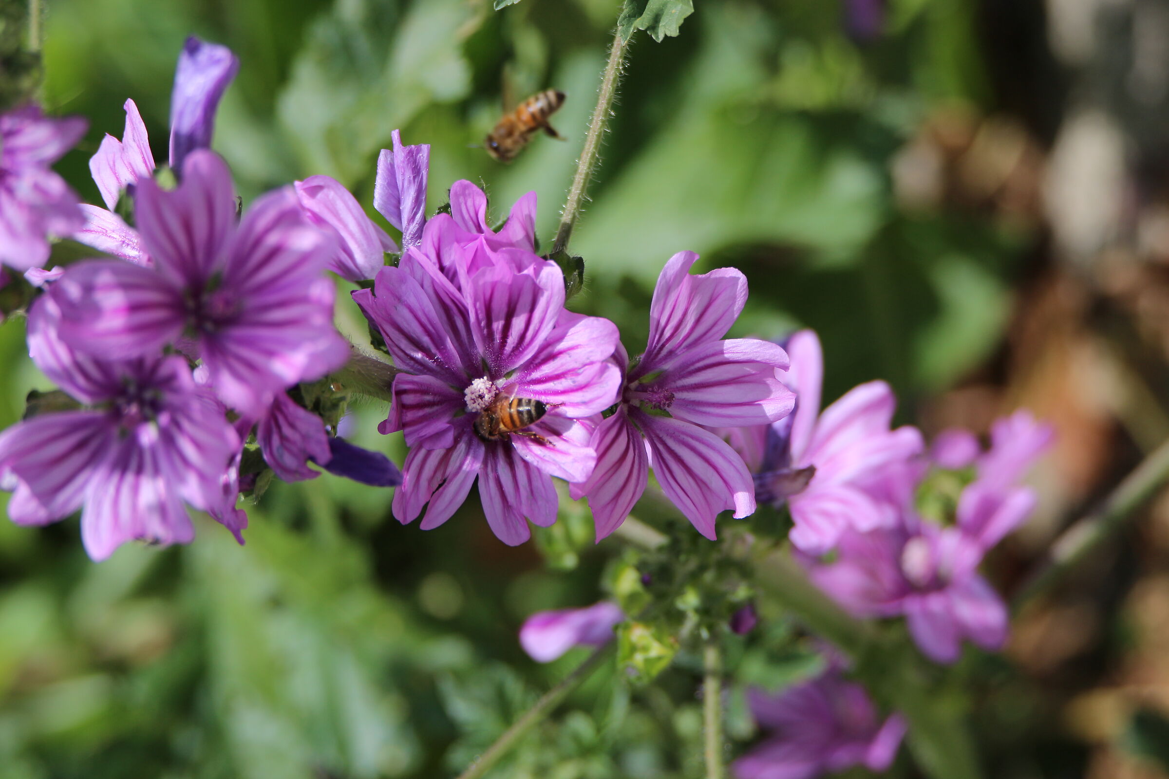 Malva Sylvestris