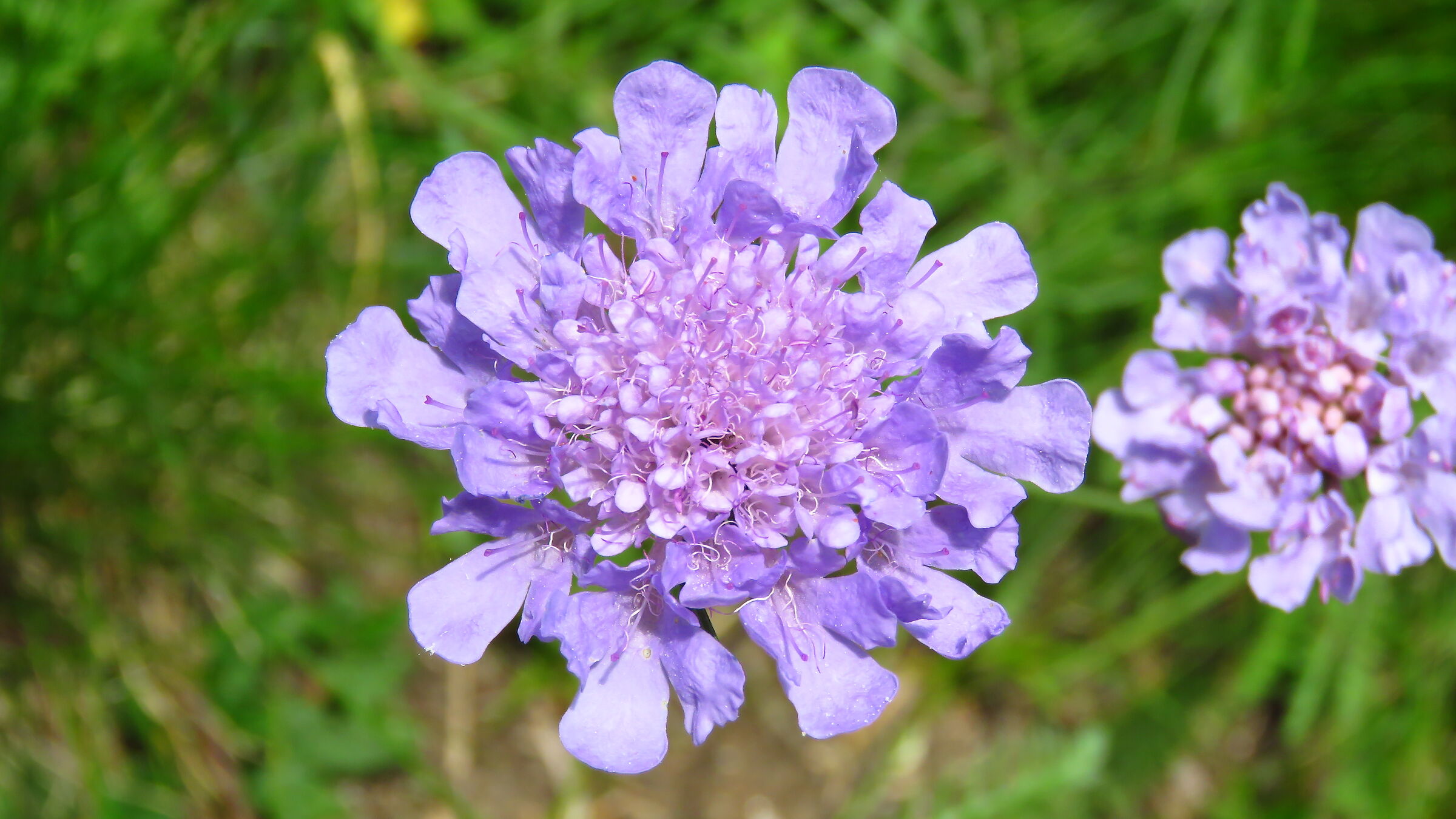Scabiosa