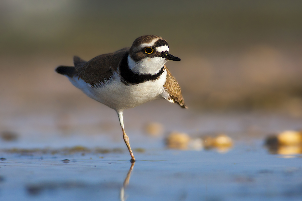 little ringed plover