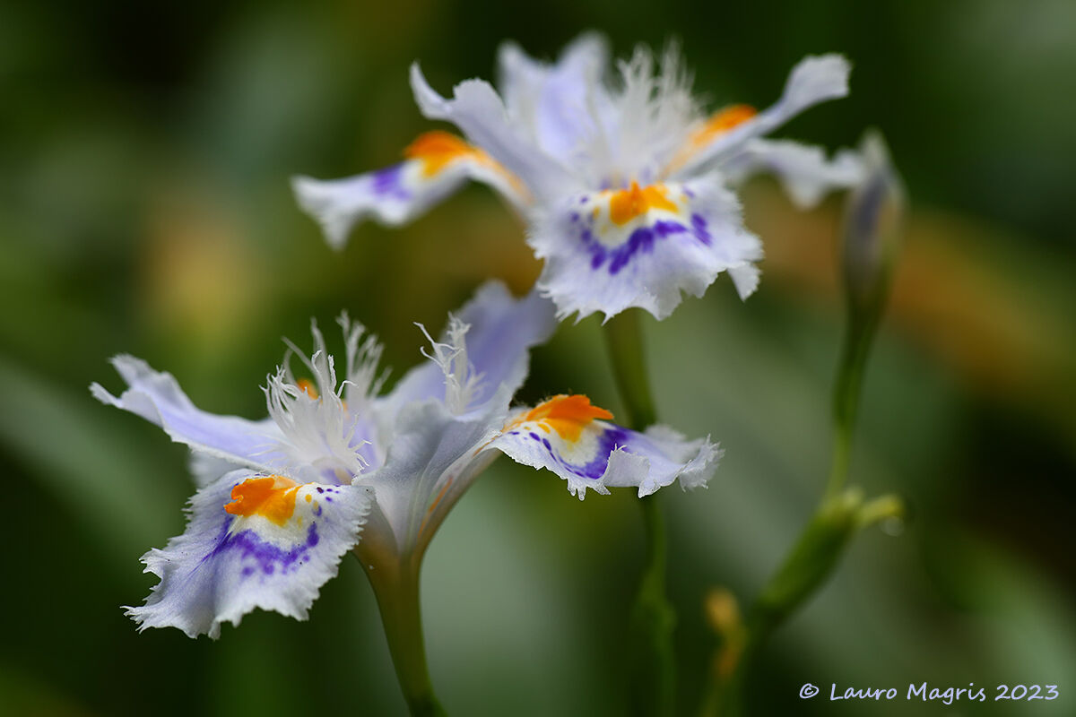 Iris Japonica" variegata"