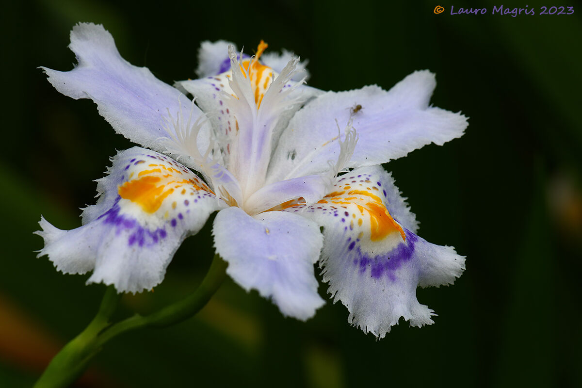 Iris Japonica "variegata"