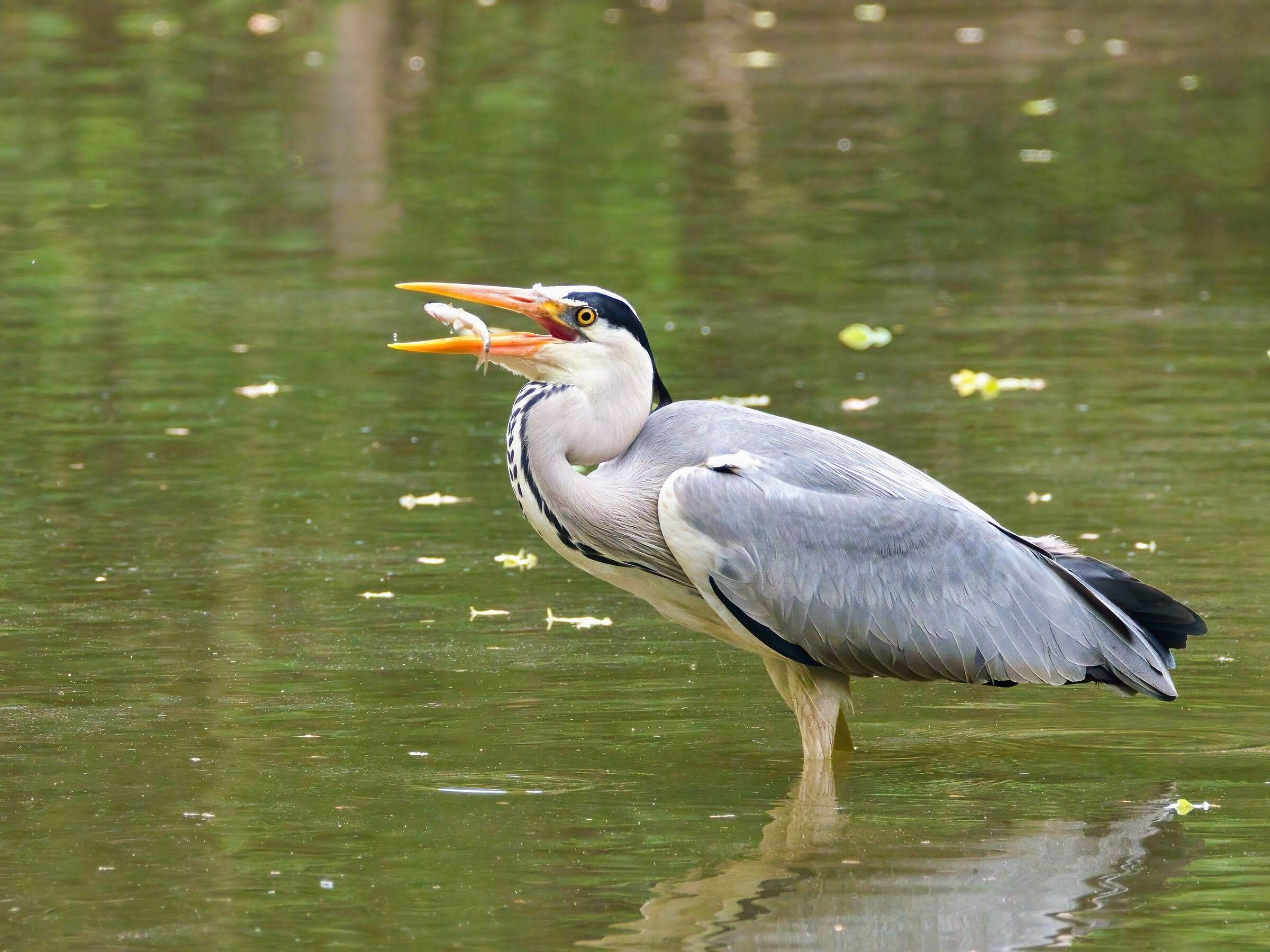 Grey Heron (snack on the fly)