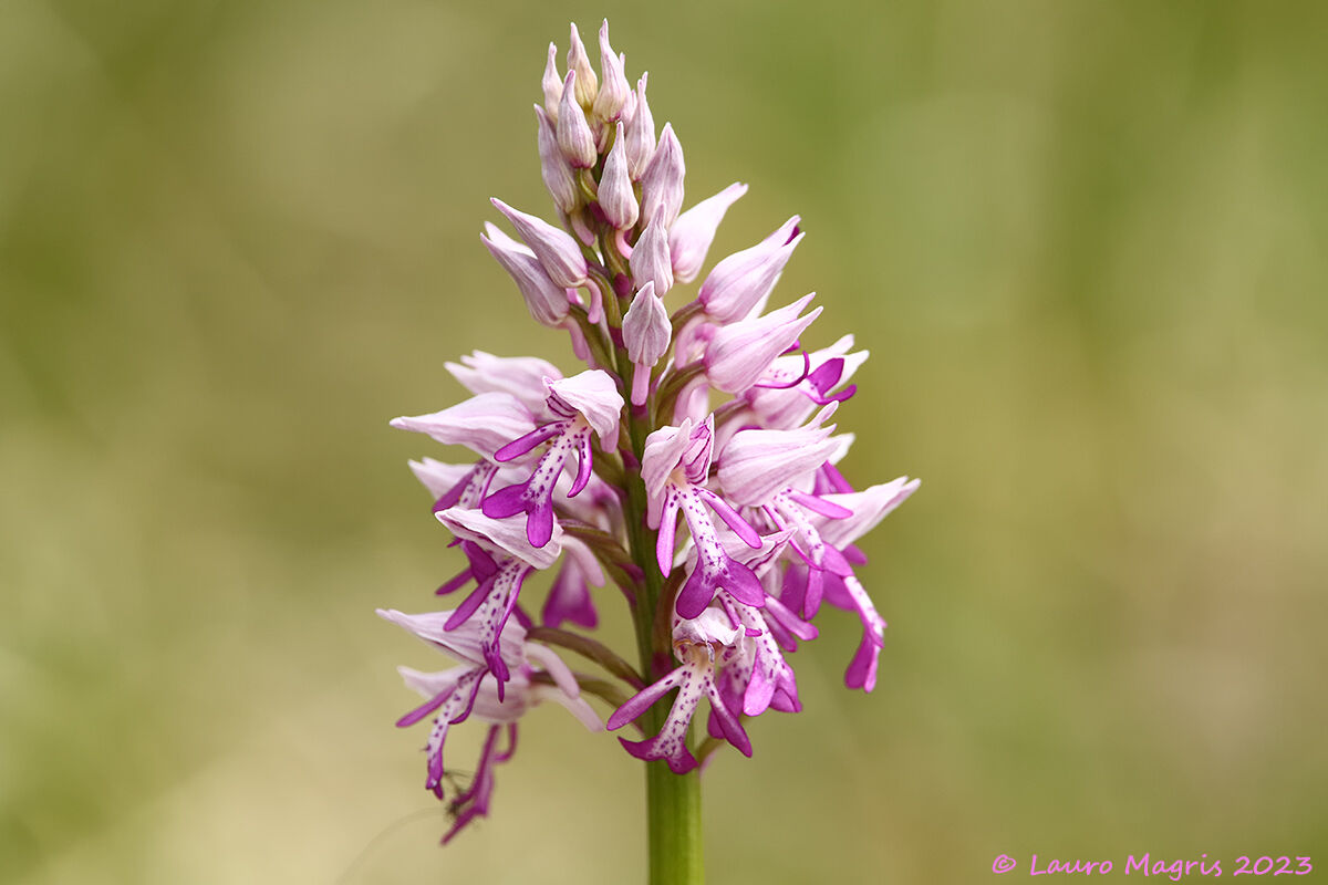 Orchidea militare
