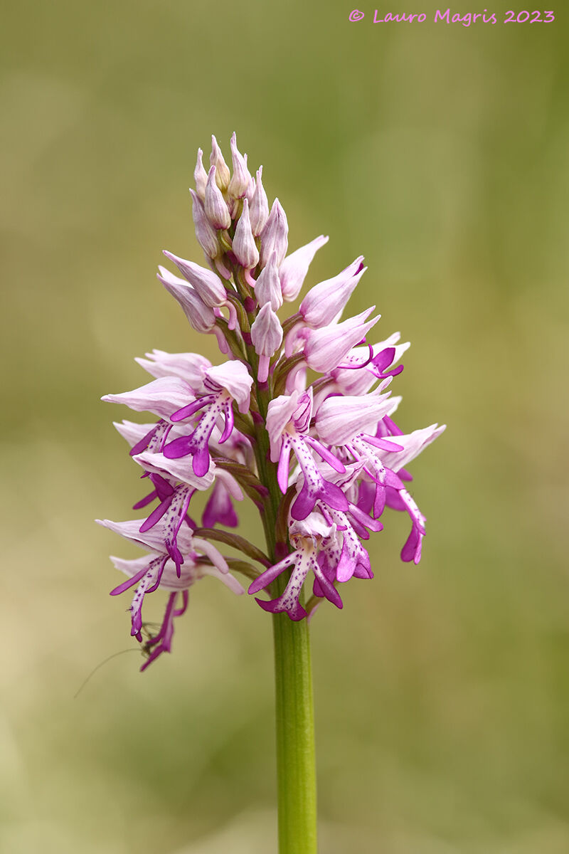 Orchis Militaris