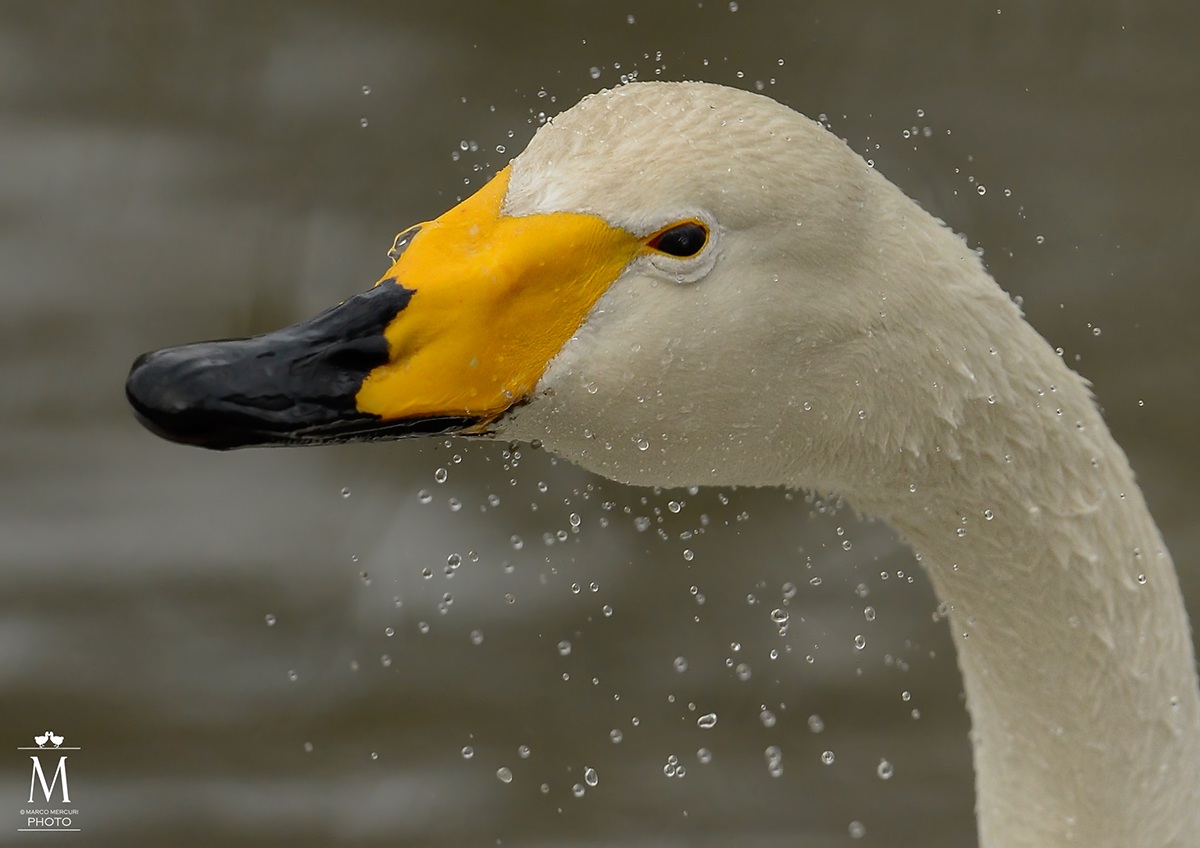 Portrait of Royal Swan