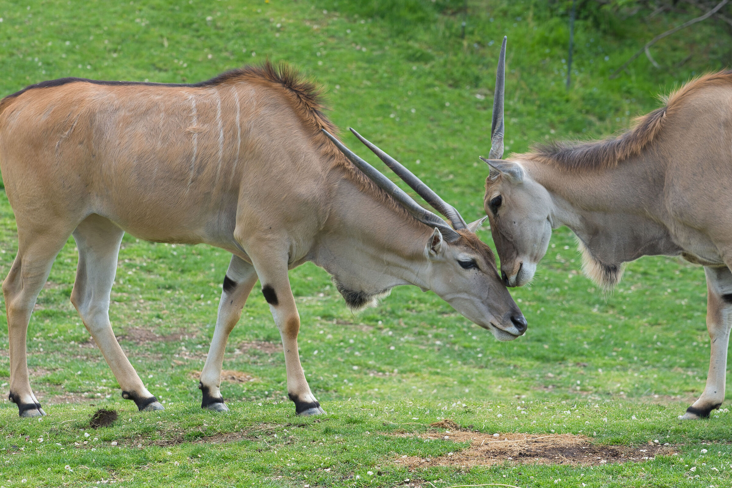 Antelopes