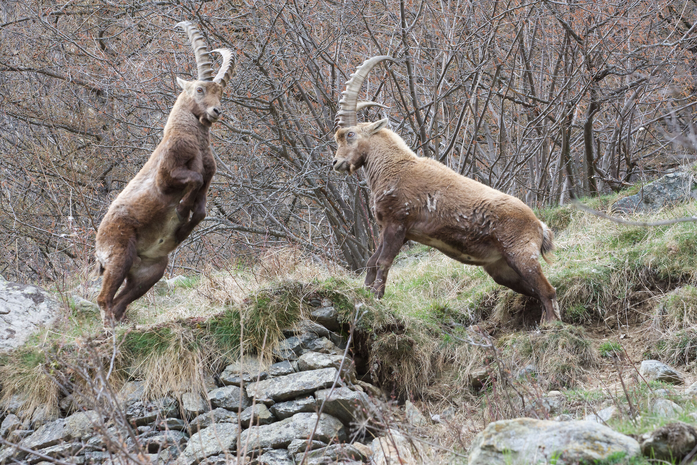 1_Sentiero of the Ibex - Balme