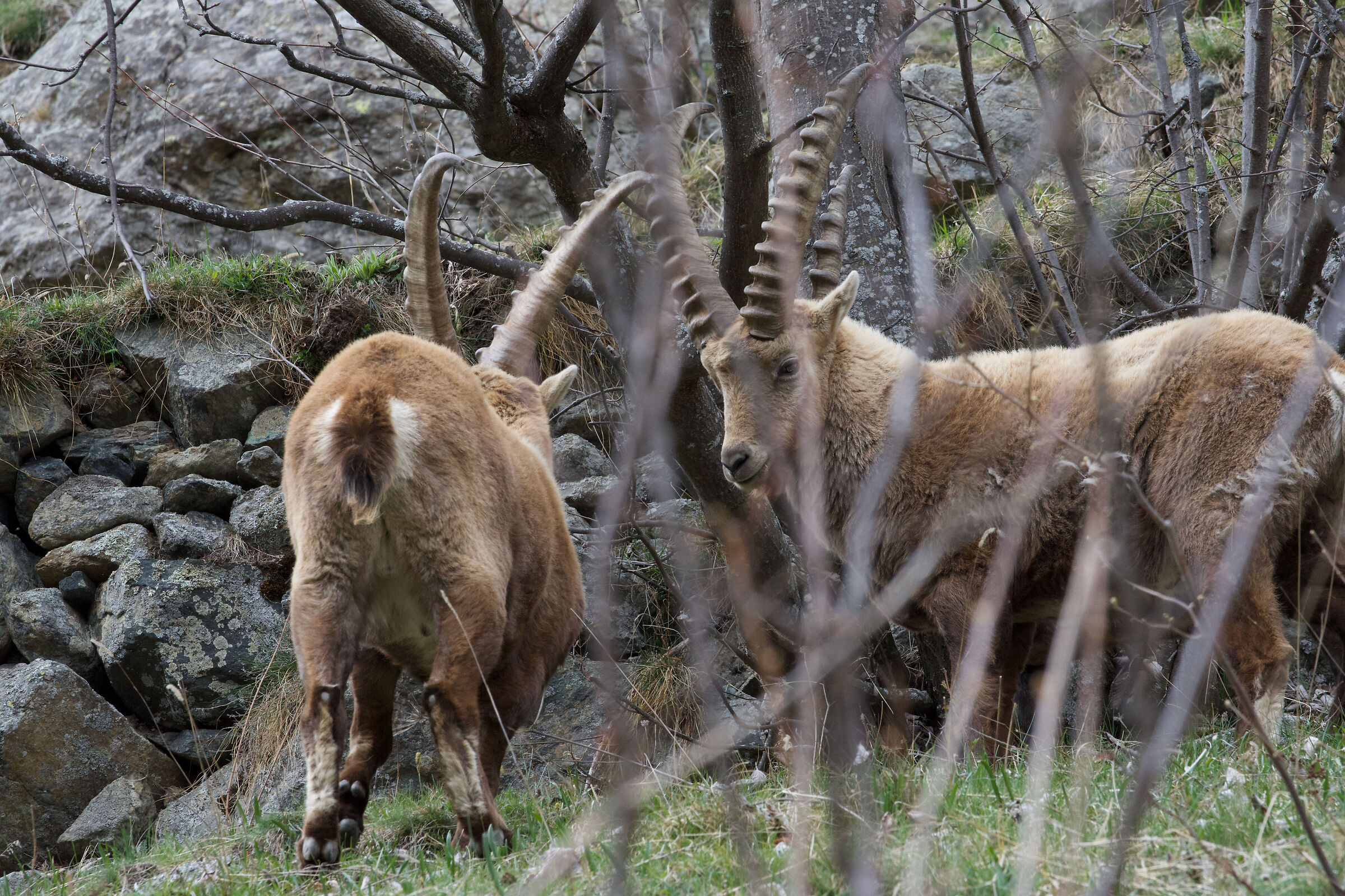 2_Sentiero degli ibex - Balme