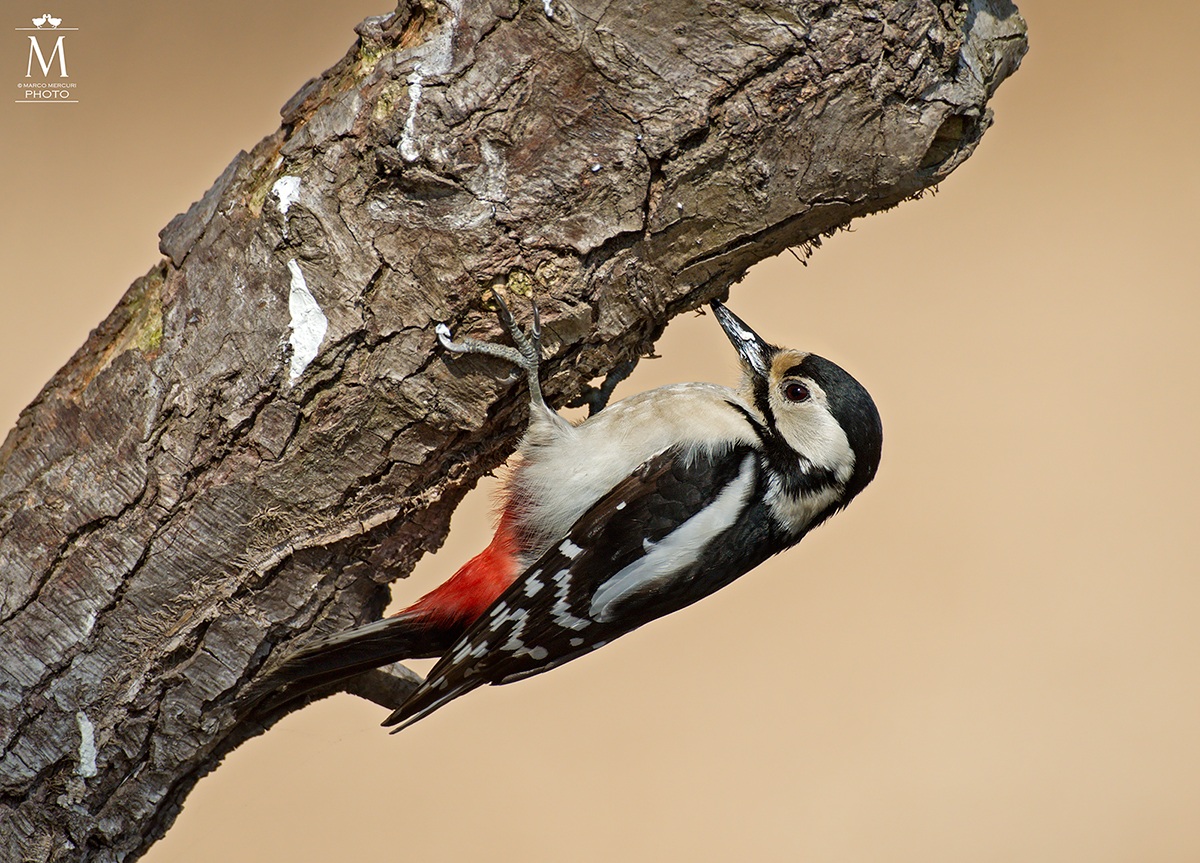 Picchio Rosso Maggiore