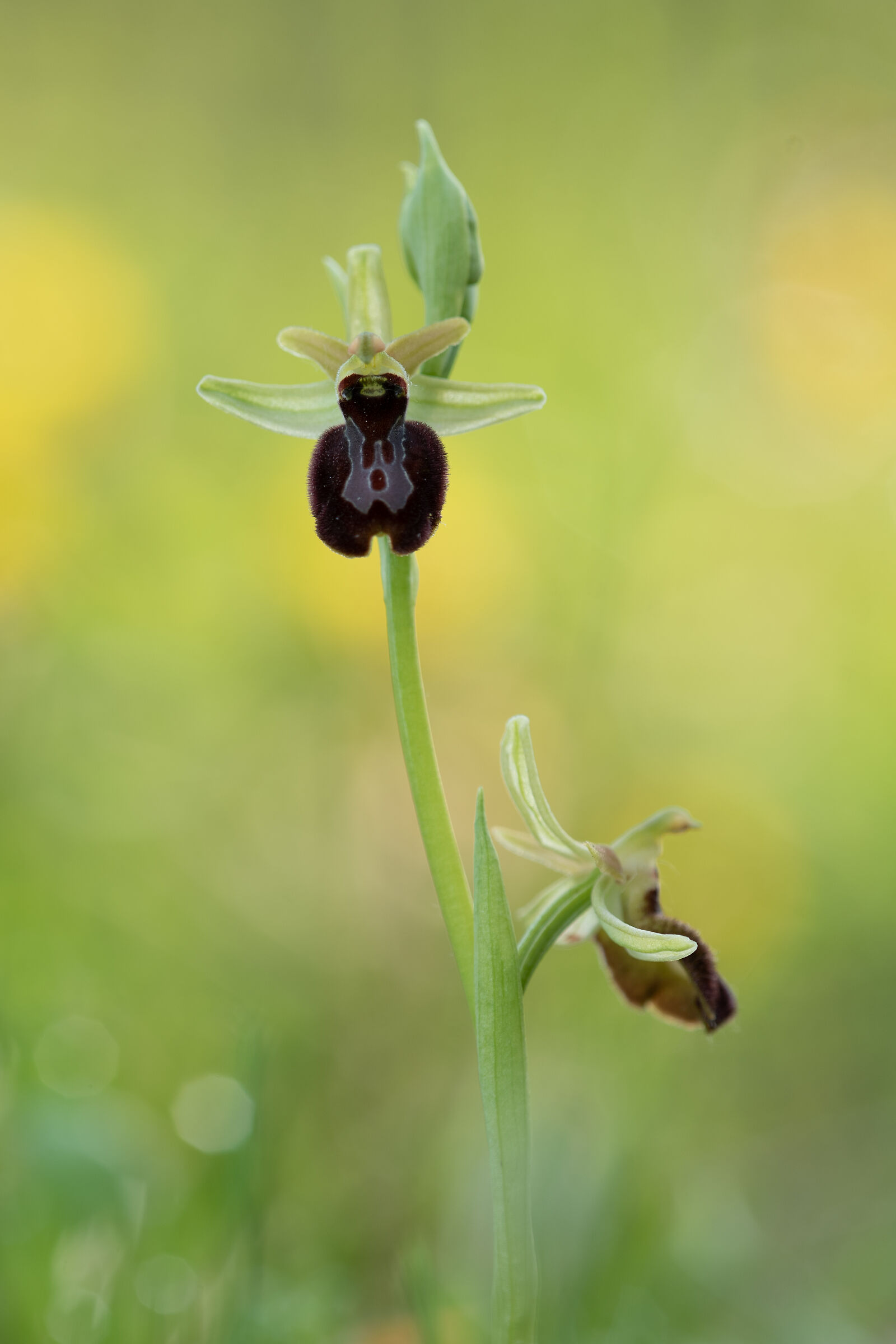 ophrys x ginevrae