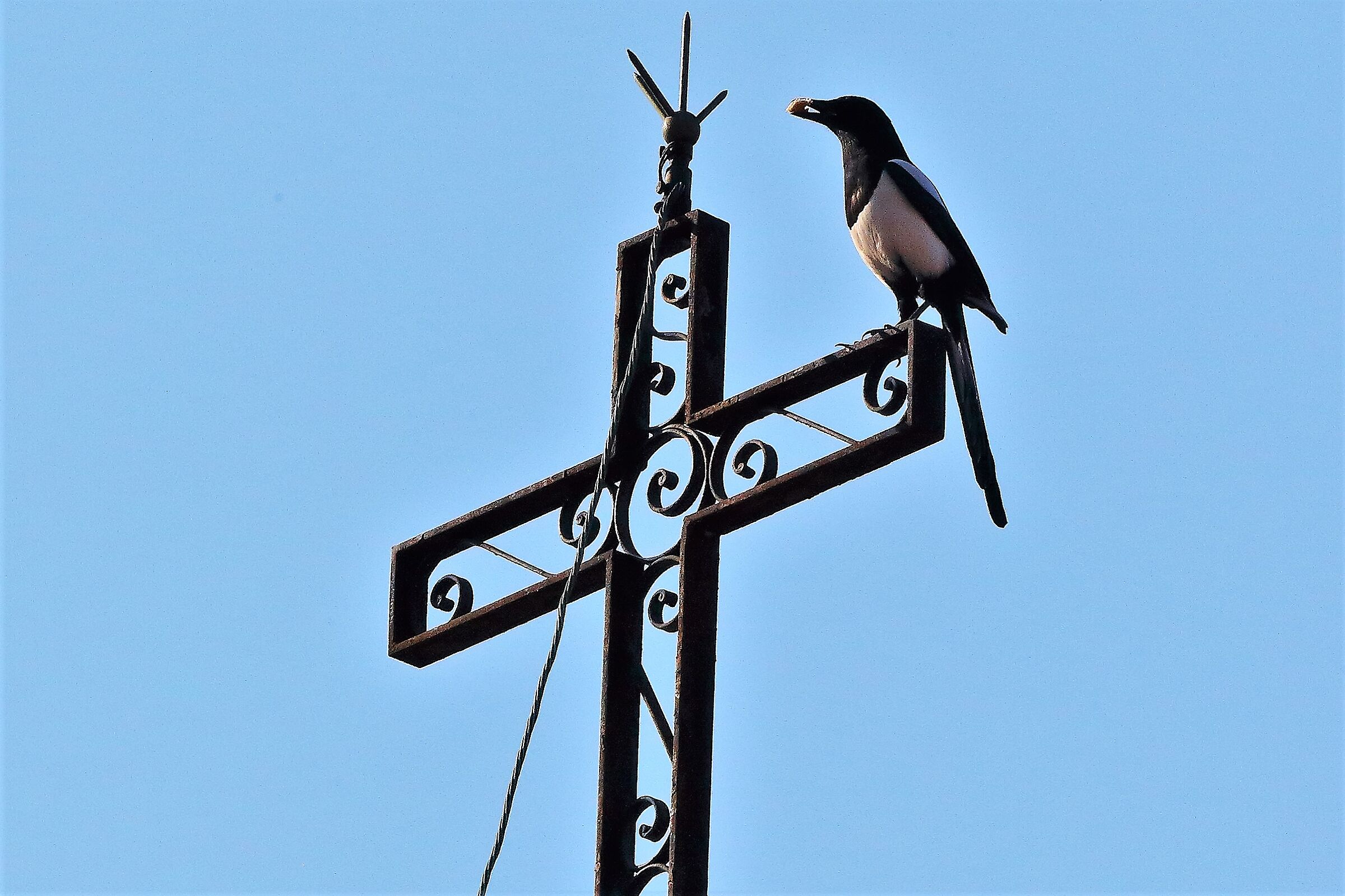 Gazza ladra 13 febbraio 2023