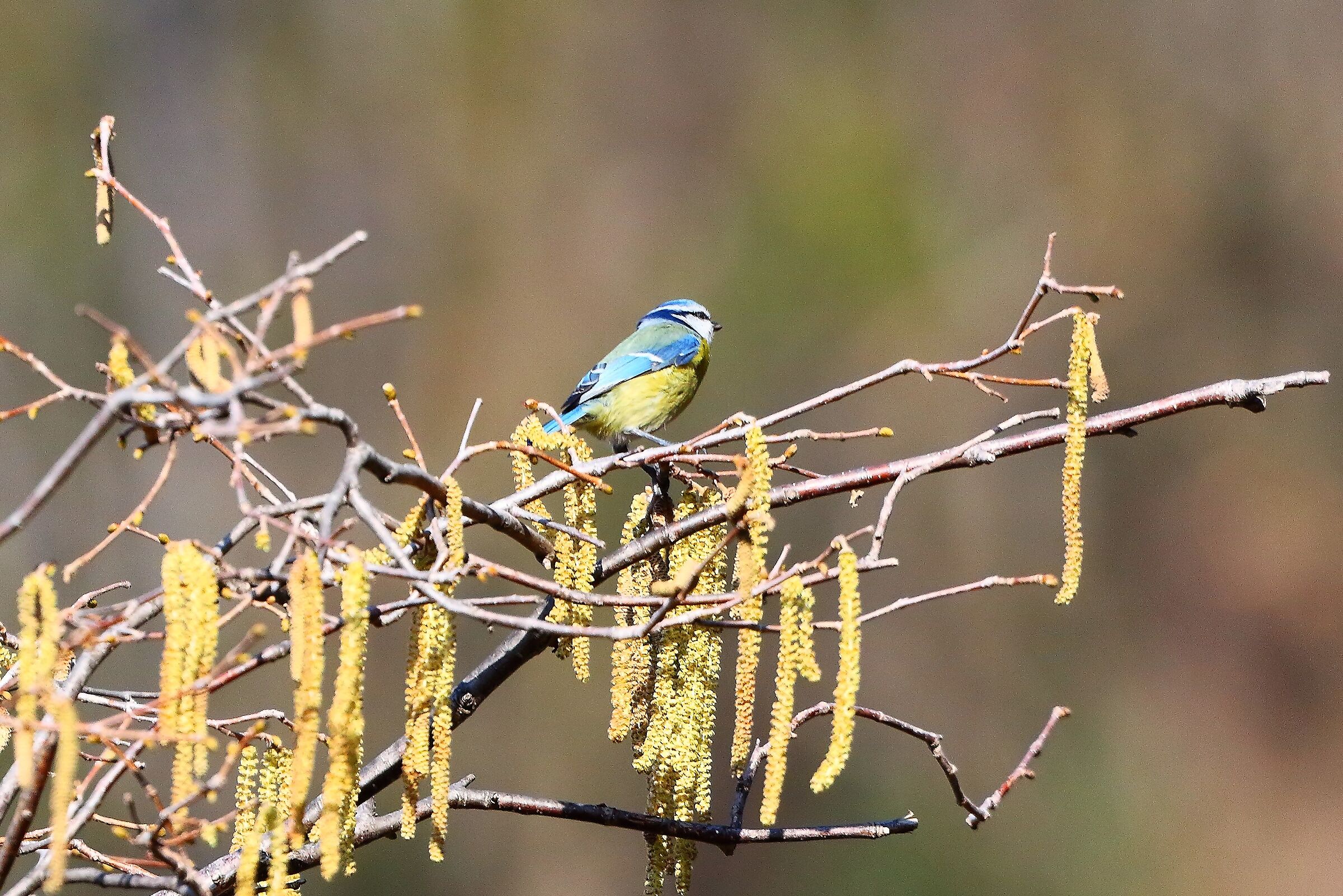 Cinciarella 13 febbraio 2023