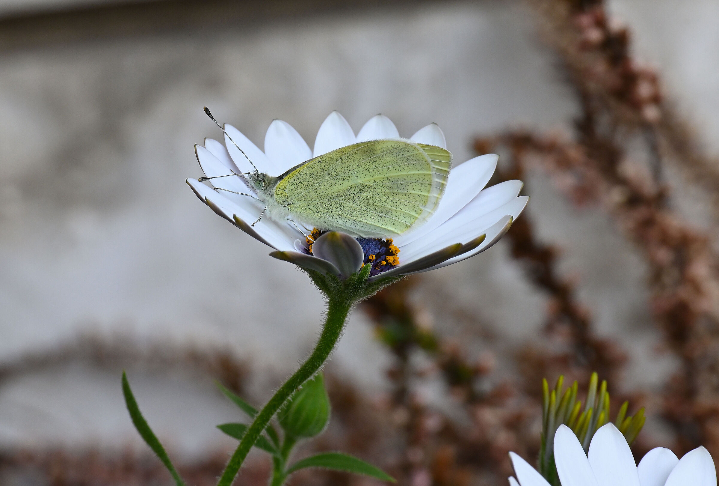 Al riparo in un fiore